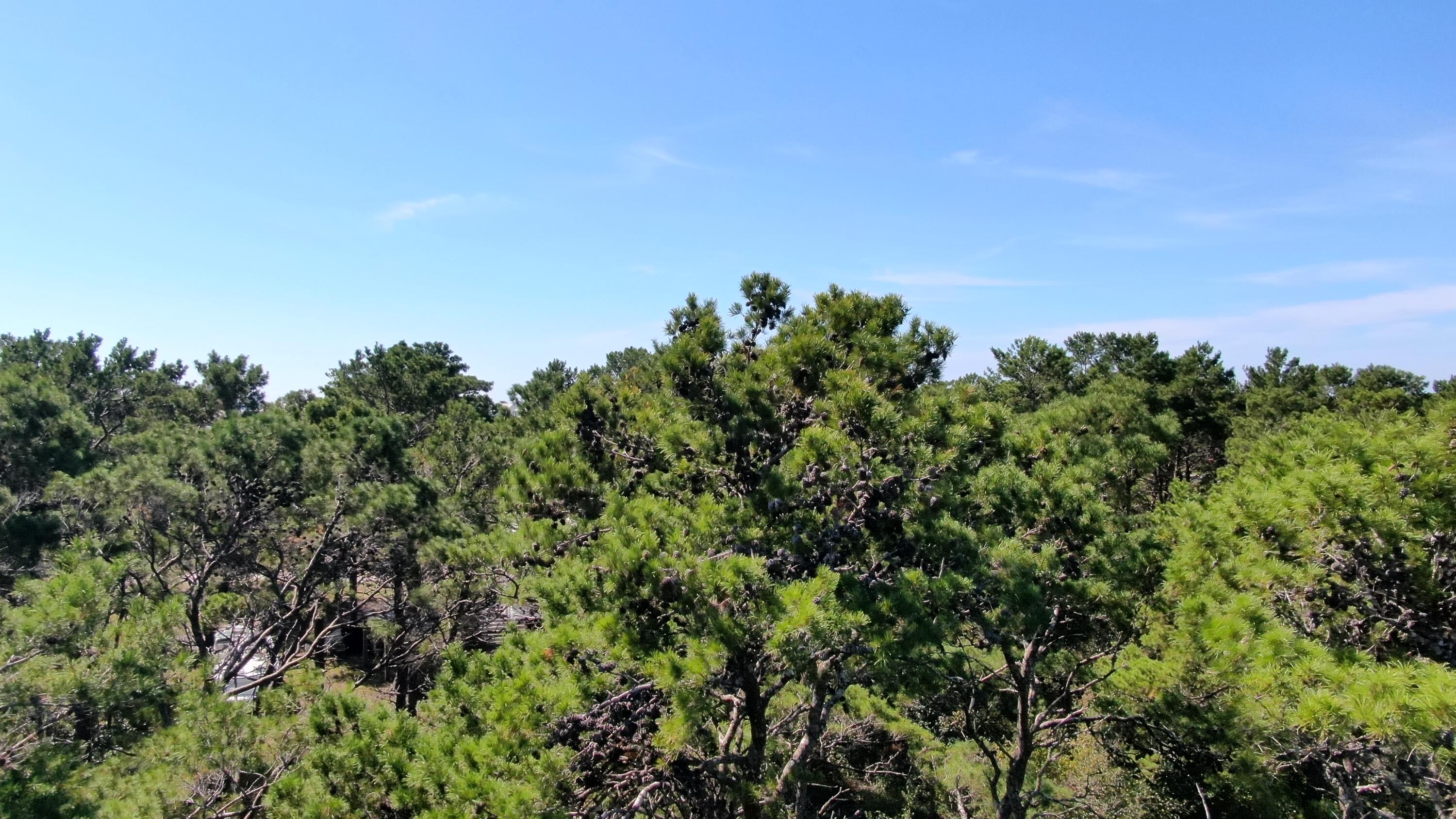 6 Sharlene Ln Inlet Beach Inlet Beach, FL 32461 - Photo 23 of 26 a view of a field of grass and trees
