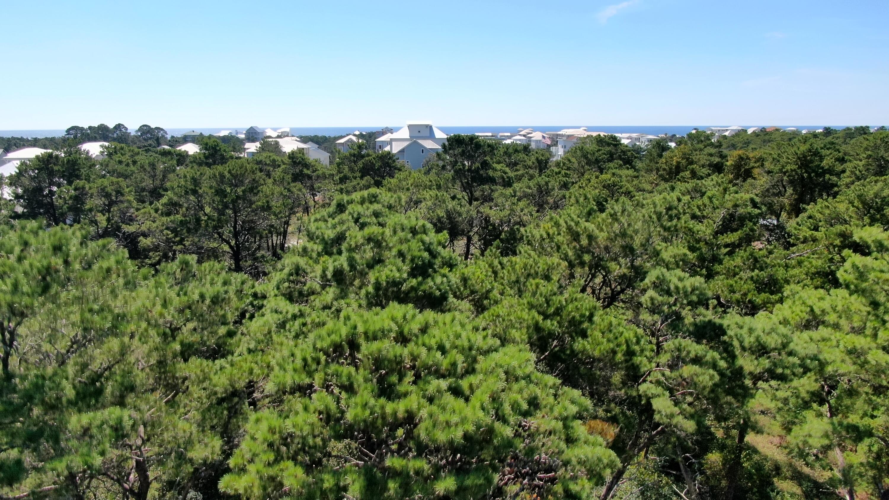 6 Sharlene Ln Inlet Beach Inlet Beach, FL 32461 - Photo 7 of 26 a view of a large trees with lots of bushes