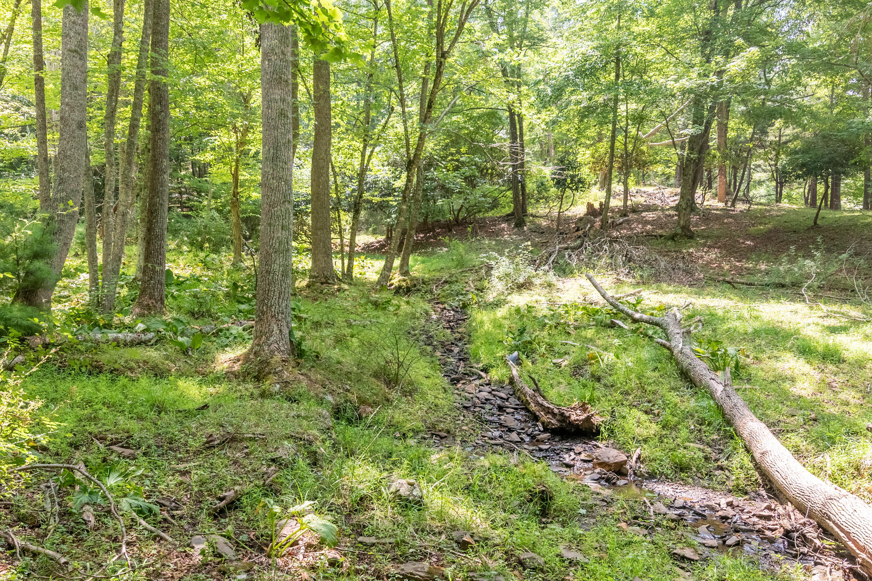 767 Kyle Weeks Road Southwest Willis, VA 24380 - Photo 27 of 86 a view of yard with green space