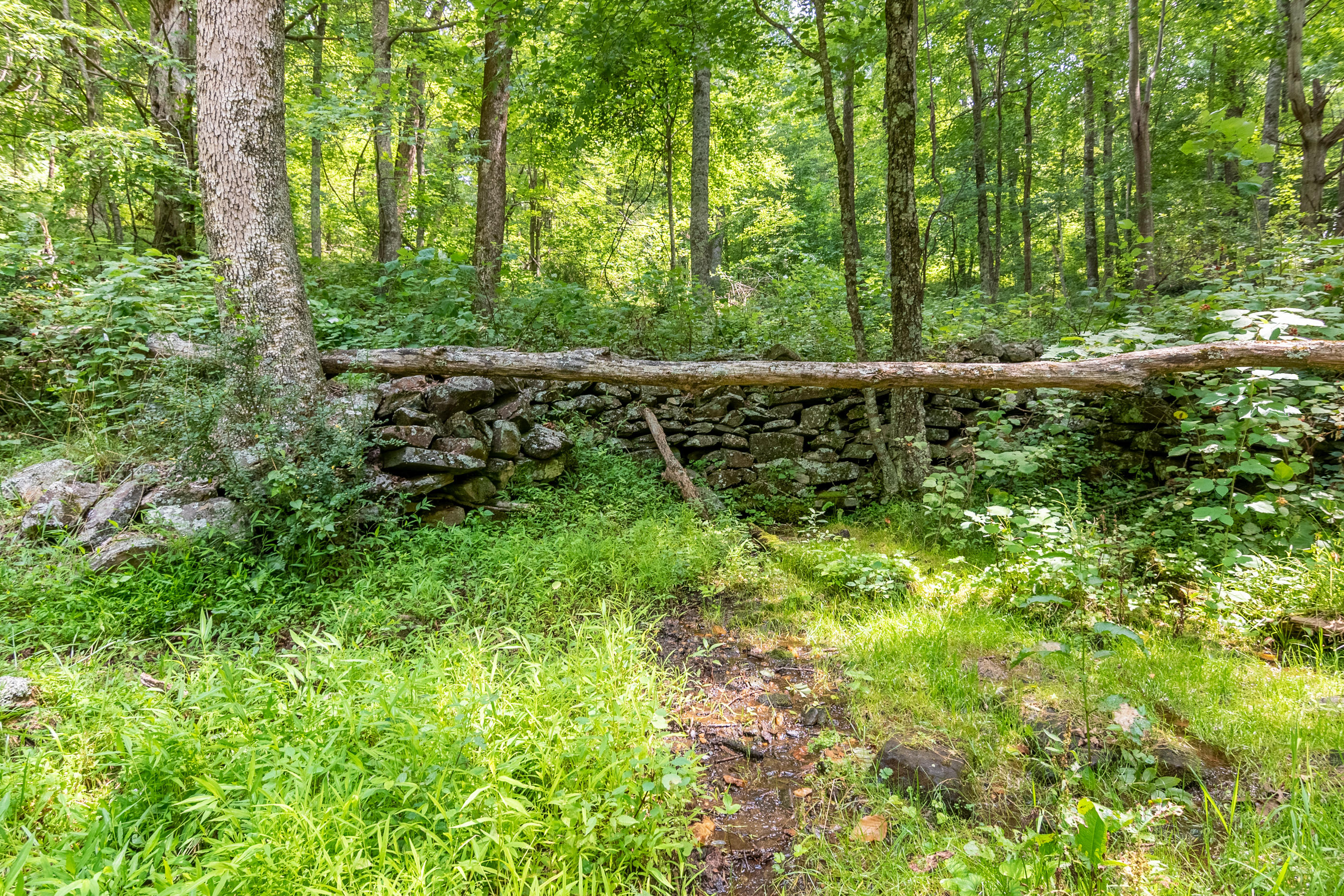 767 Kyle Weeks Road Southwest Willis, VA 24380 - Photo 28 of 86 a view of a lush green forest