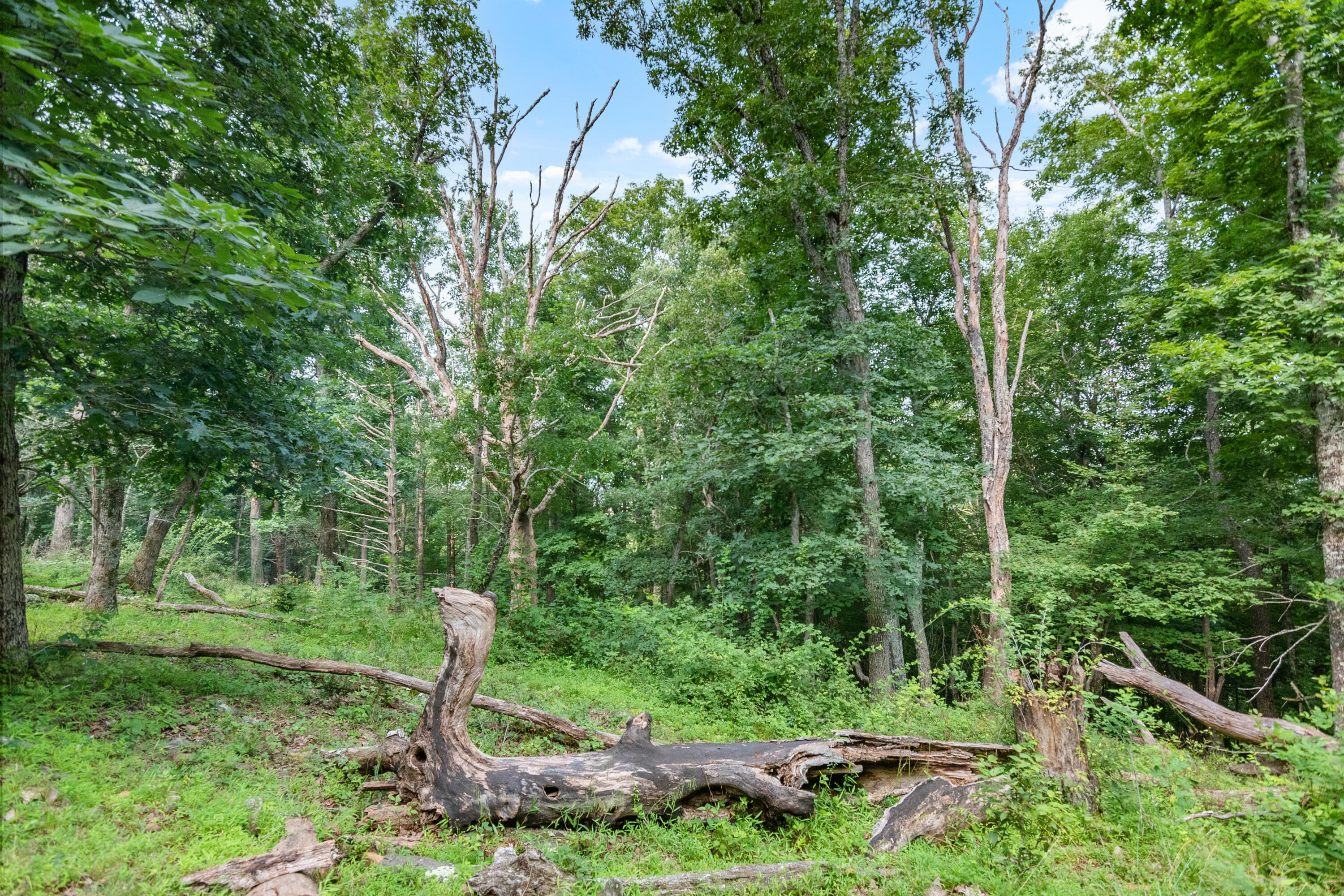 767 Kyle Weeks Road Southwest Willis, VA 24380 - Photo 80 of 86 a view of a lush green forest