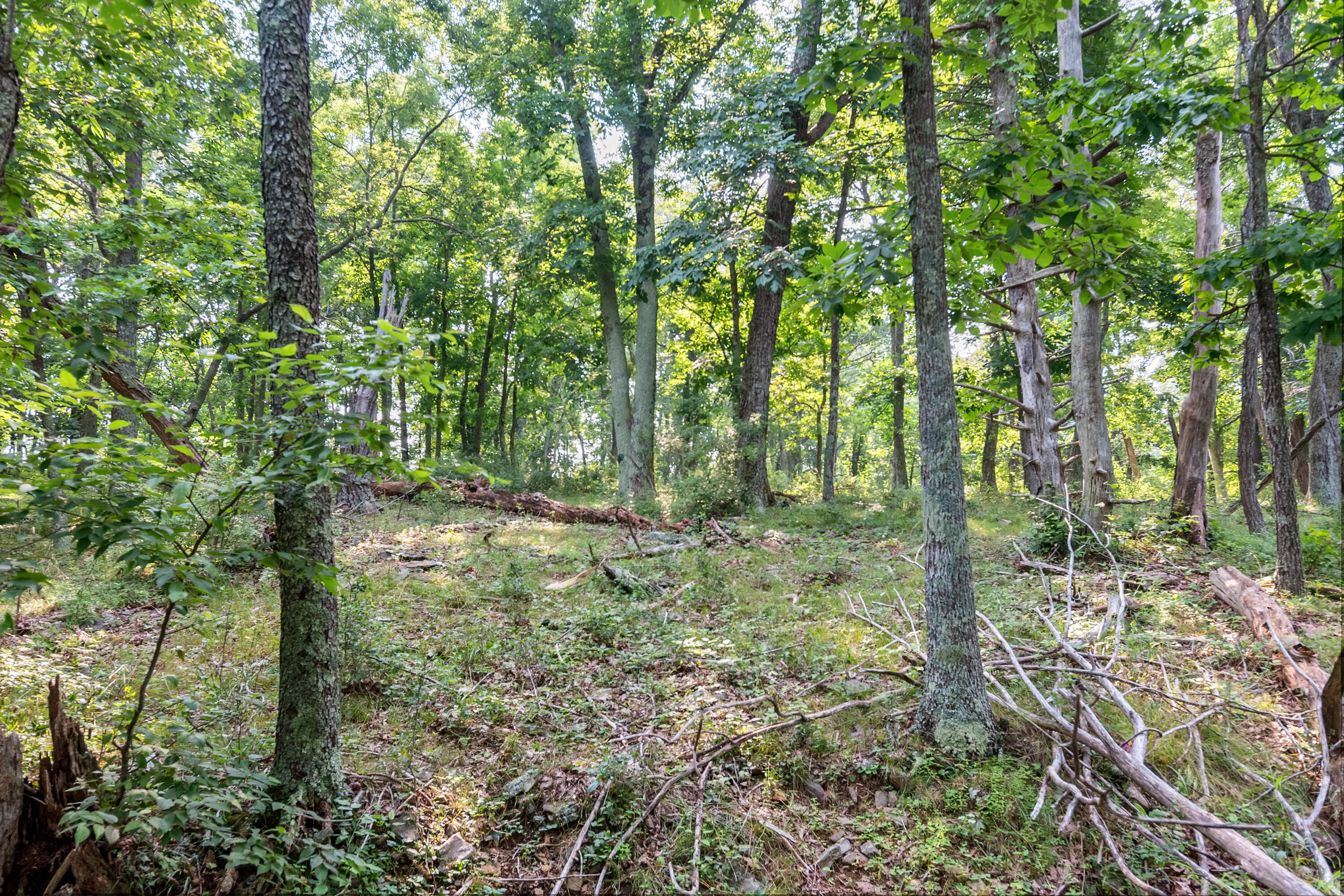 767 Kyle Weeks Road Southwest Willis, VA 24380 - Photo 81 of 86 a view of outdoor space and green space