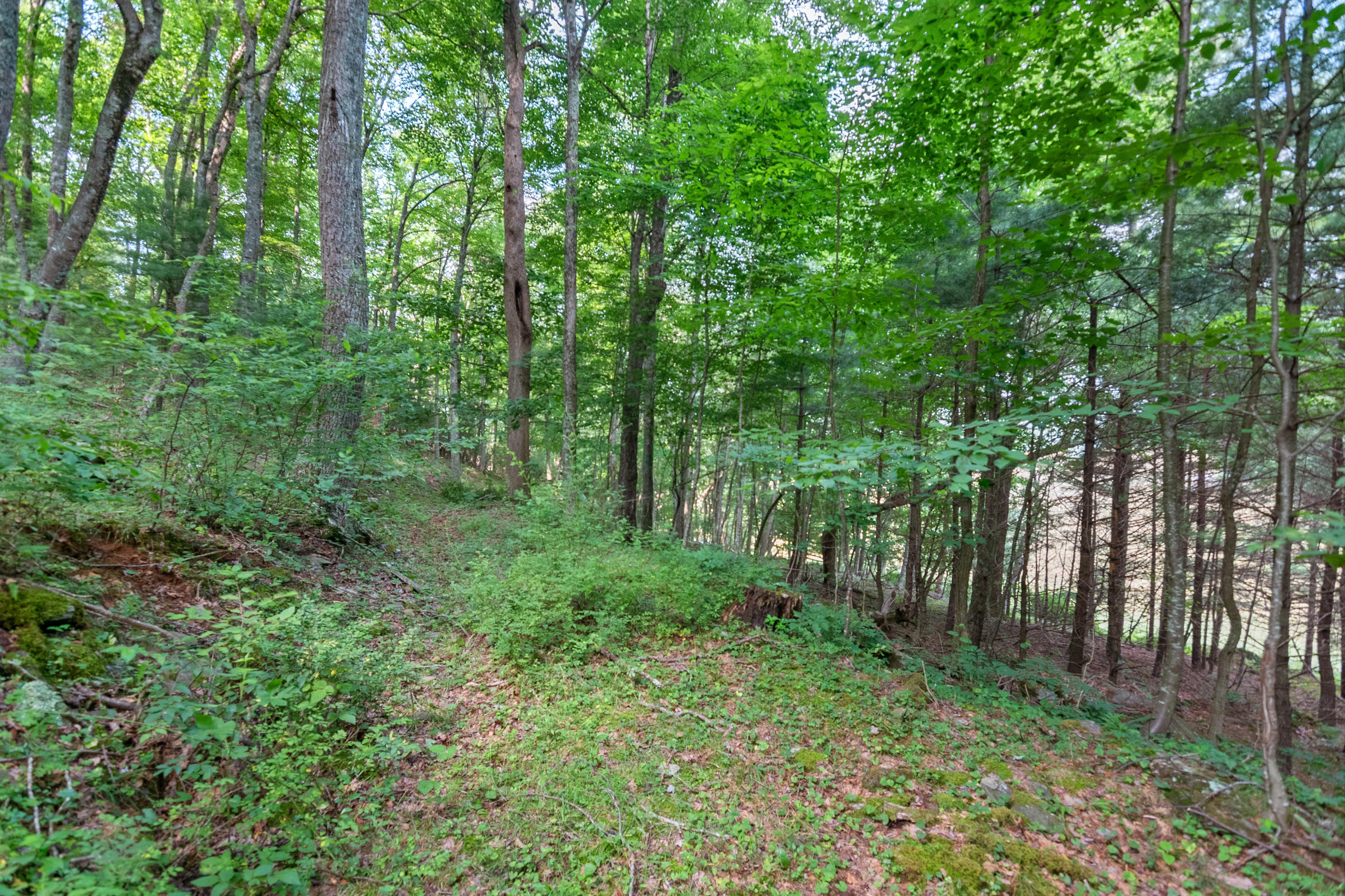 767 Kyle Weeks Road Southwest Willis, VA 24380 - Photo 82 of 86 a view of a lush green forest