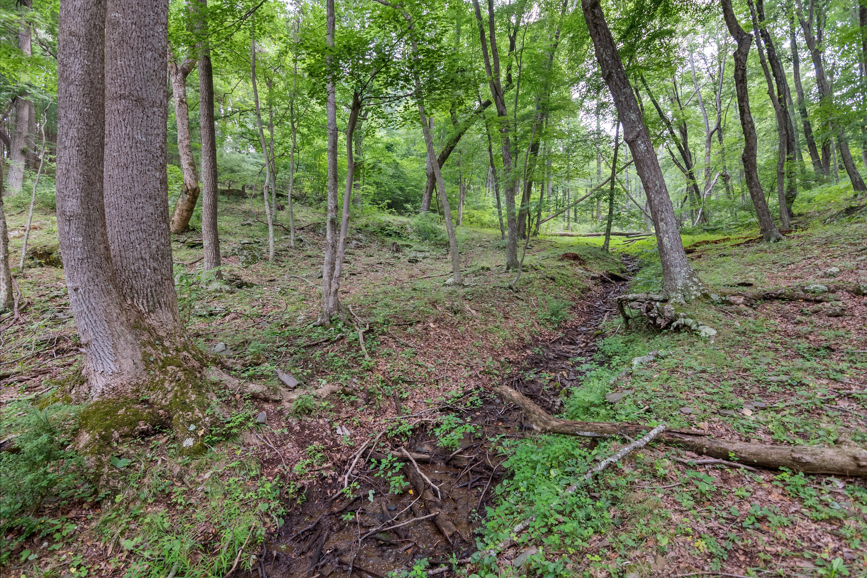 767 Kyle Weeks Road Southwest Willis, VA 24380 - Photo 86 of 86 a view of a forest with trees
