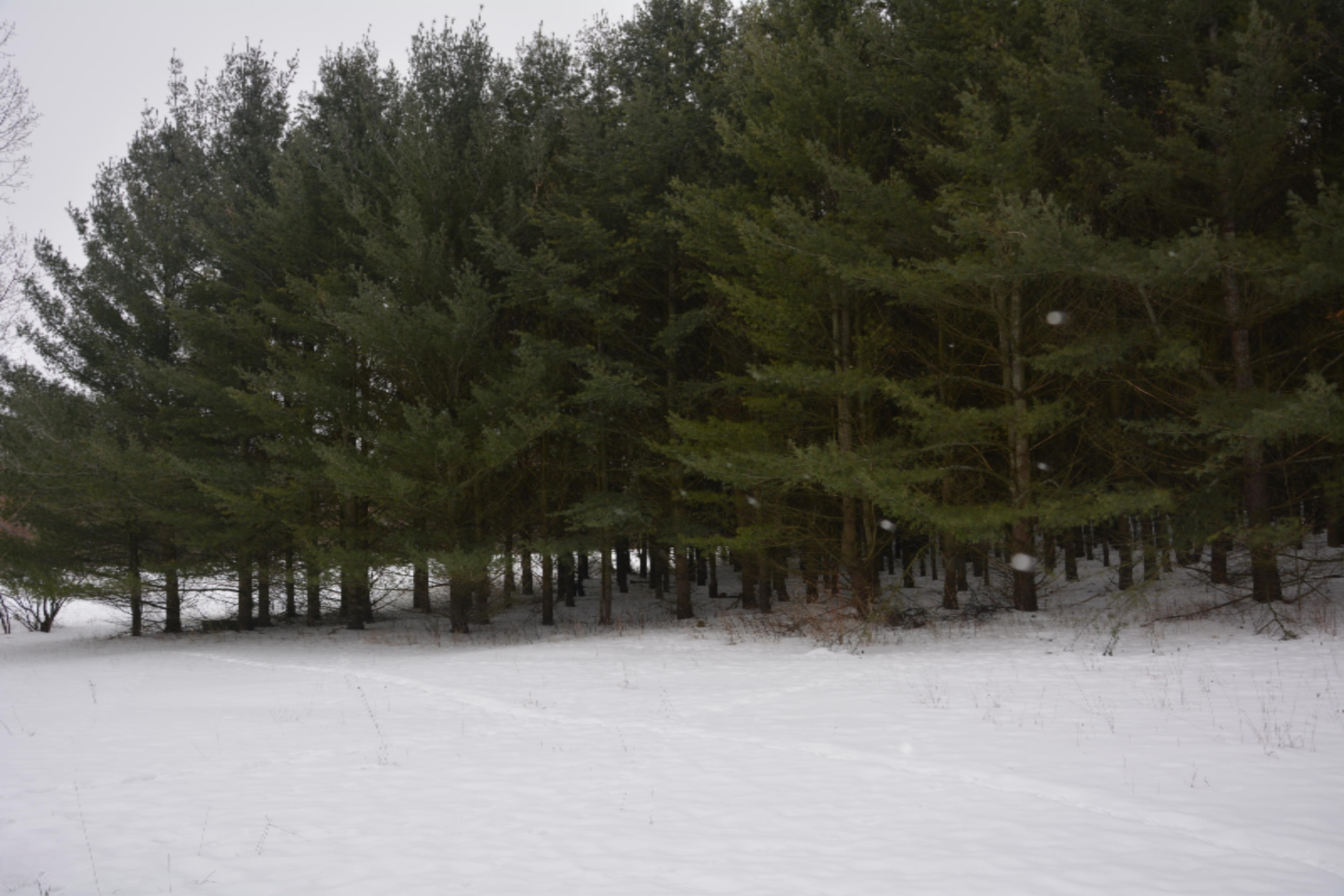 8630 15 Mile Road Paris, MI 49338 - Photo 2 of 6 DSC_0171