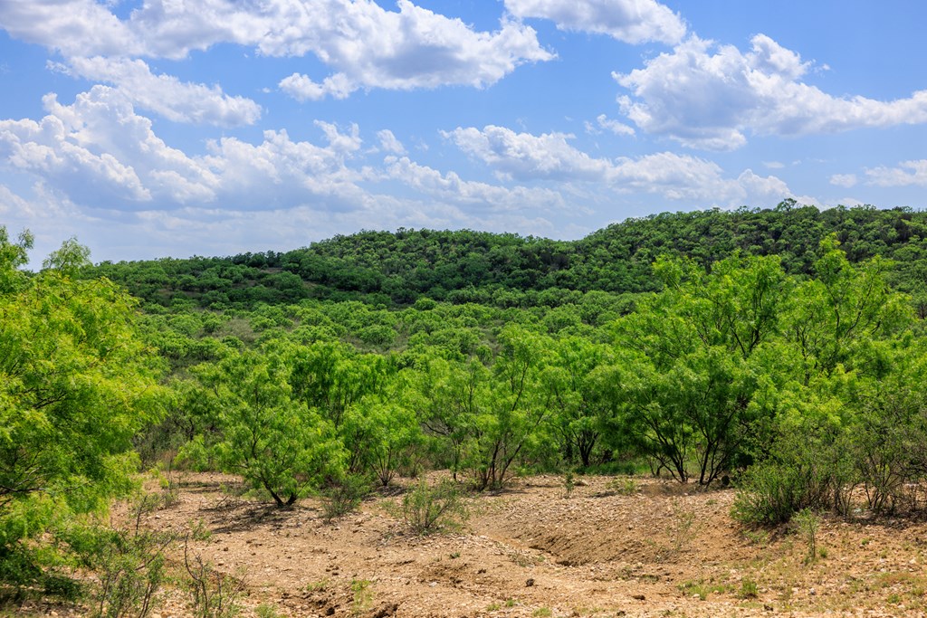 0 Fm 2732 San Saba, TX 76877 - Photo 18 of 28 a view of a yard with plants and a tree
