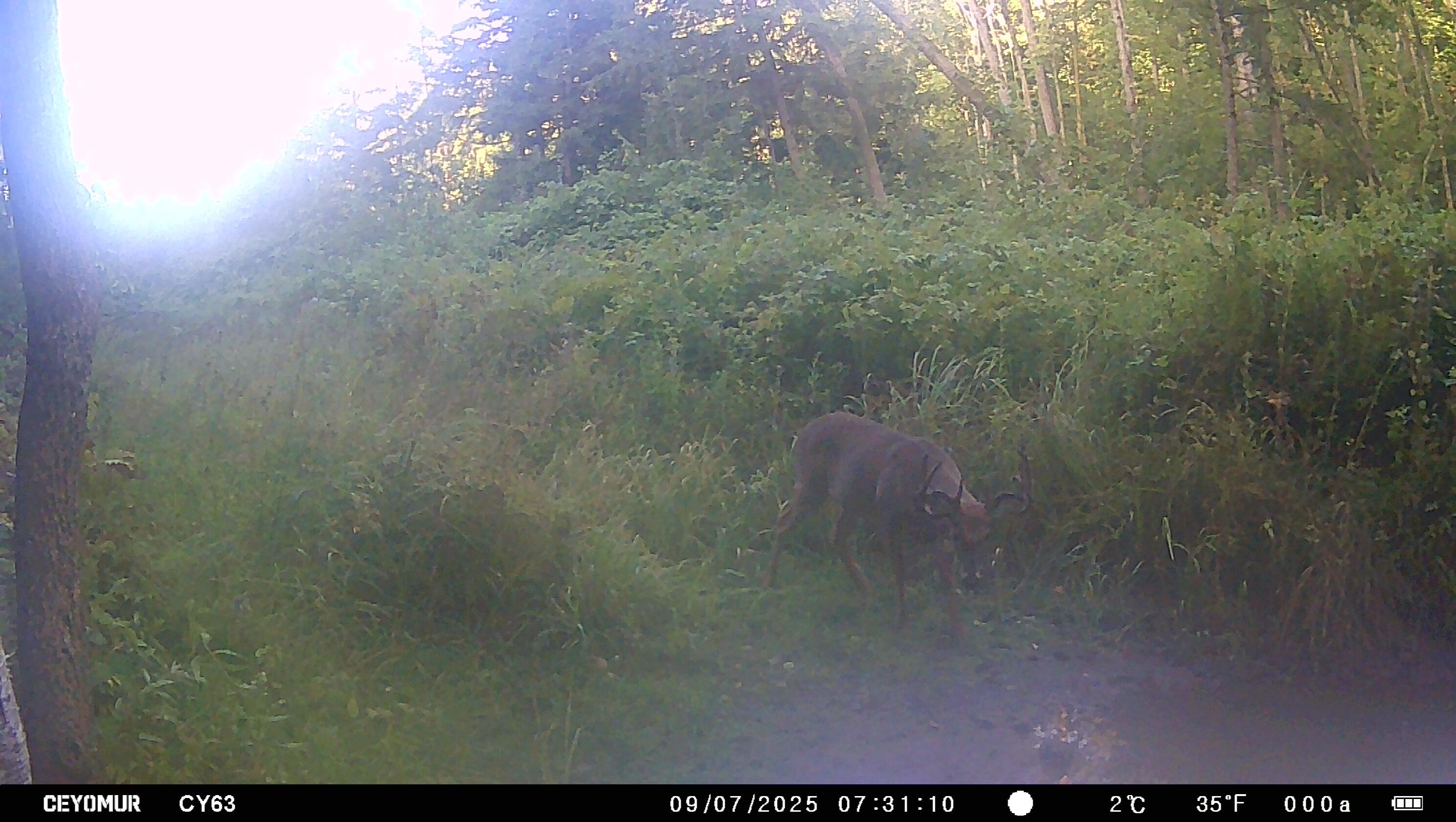 Cty Cty Shawano Line Rd Green Valley Sturgeon Bay, WI 54235 - Photo 8 of 11 Video