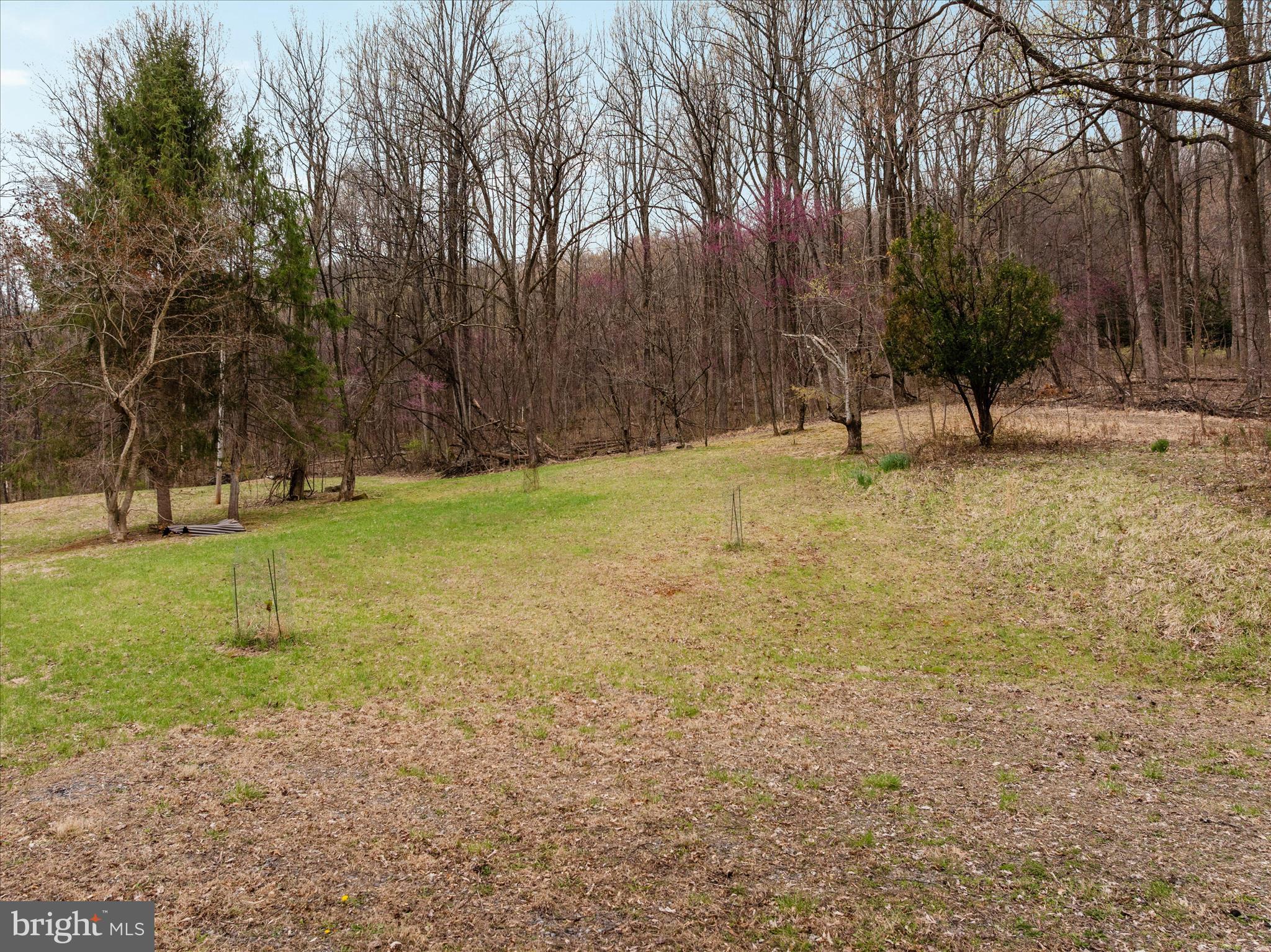 1005 Harmony Orchard Road Front Royal, VA 22630 - Photo 8 of 20 a view of a yard with trees