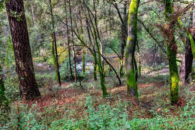 a view of a forest filled with trees