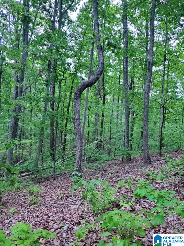 0 Hardin Road Falkville, AL 35622 - Photo 2 of 4