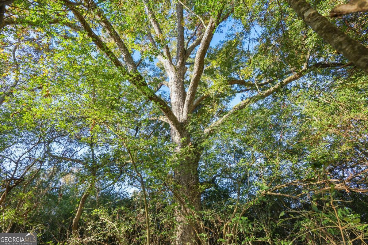 1210 Carson-Graves Road, Unit 2A Watkinsville, GA 30677 - Photo 12 of 16 a view of a tree in a yard