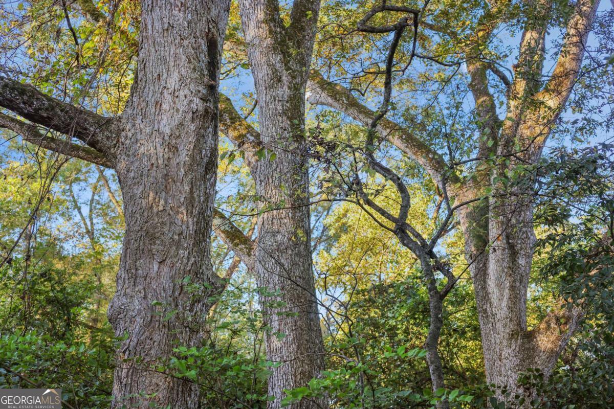 1210 Carson-Graves Road, Unit 2A Watkinsville, GA 30677 - Photo 10 of 16 a picture of tree