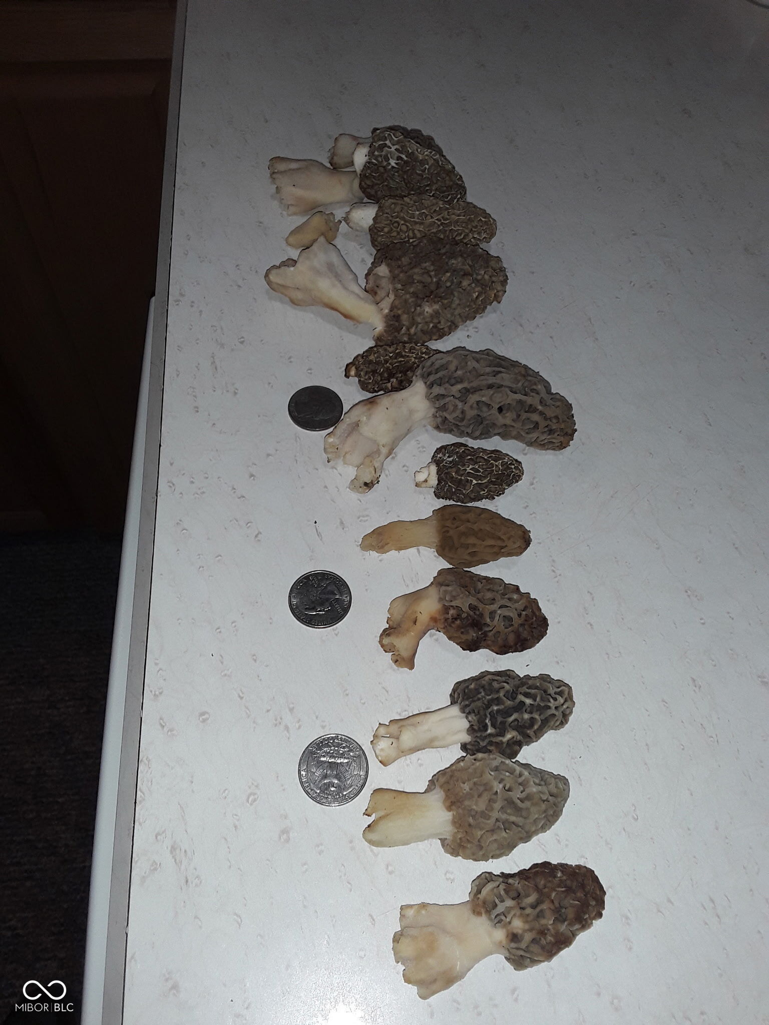 8252 West Chafin Chapel Road Ellettsville, IN 47429 - Photo 20 of 24