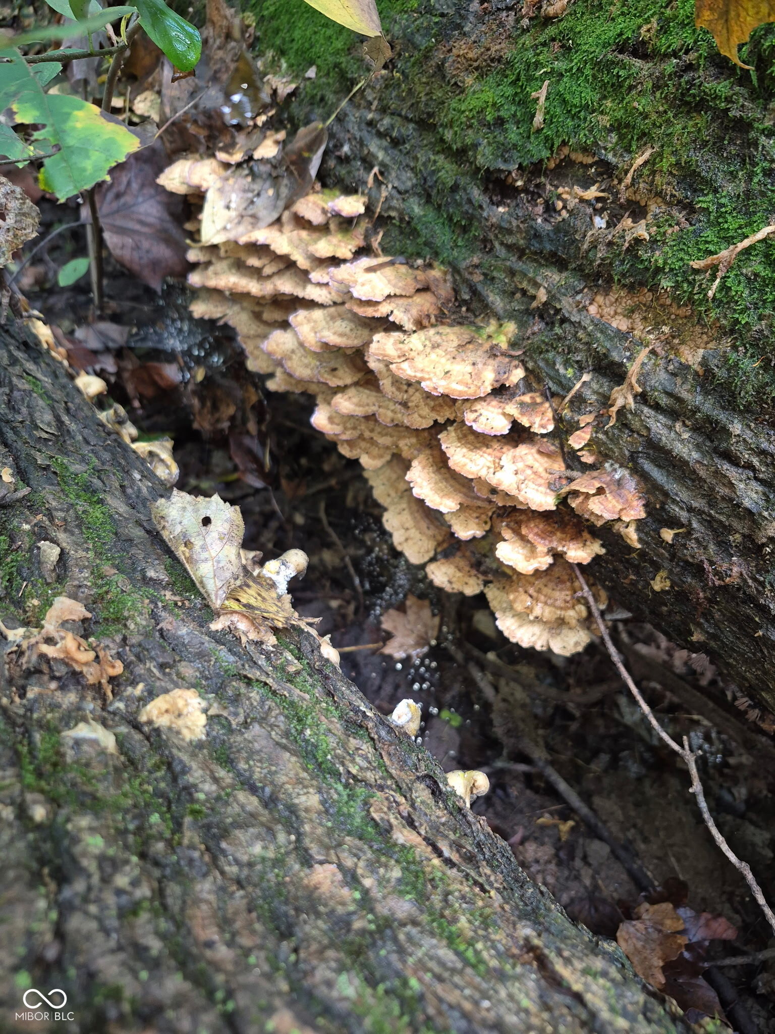 8252 West Chafin Chapel Road Ellettsville, IN 47429 - Photo 21 of 24