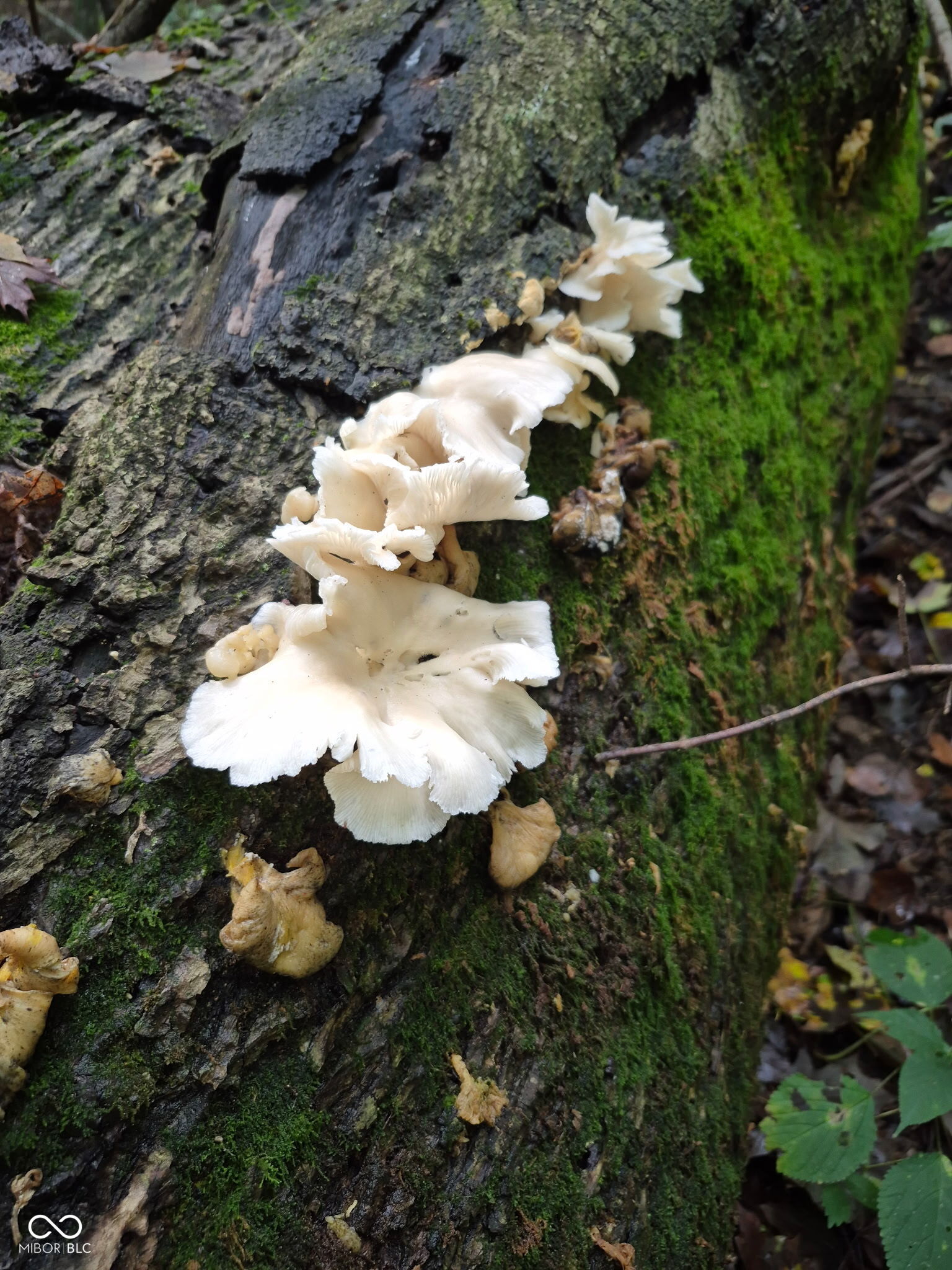 8252 West Chafin Chapel Road Ellettsville, IN 47429 - Photo 23 of 24