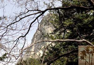 24640 Fern Valley Road Idyllwild, CA 92549 - Photo 18 of 18 a backyard of a house