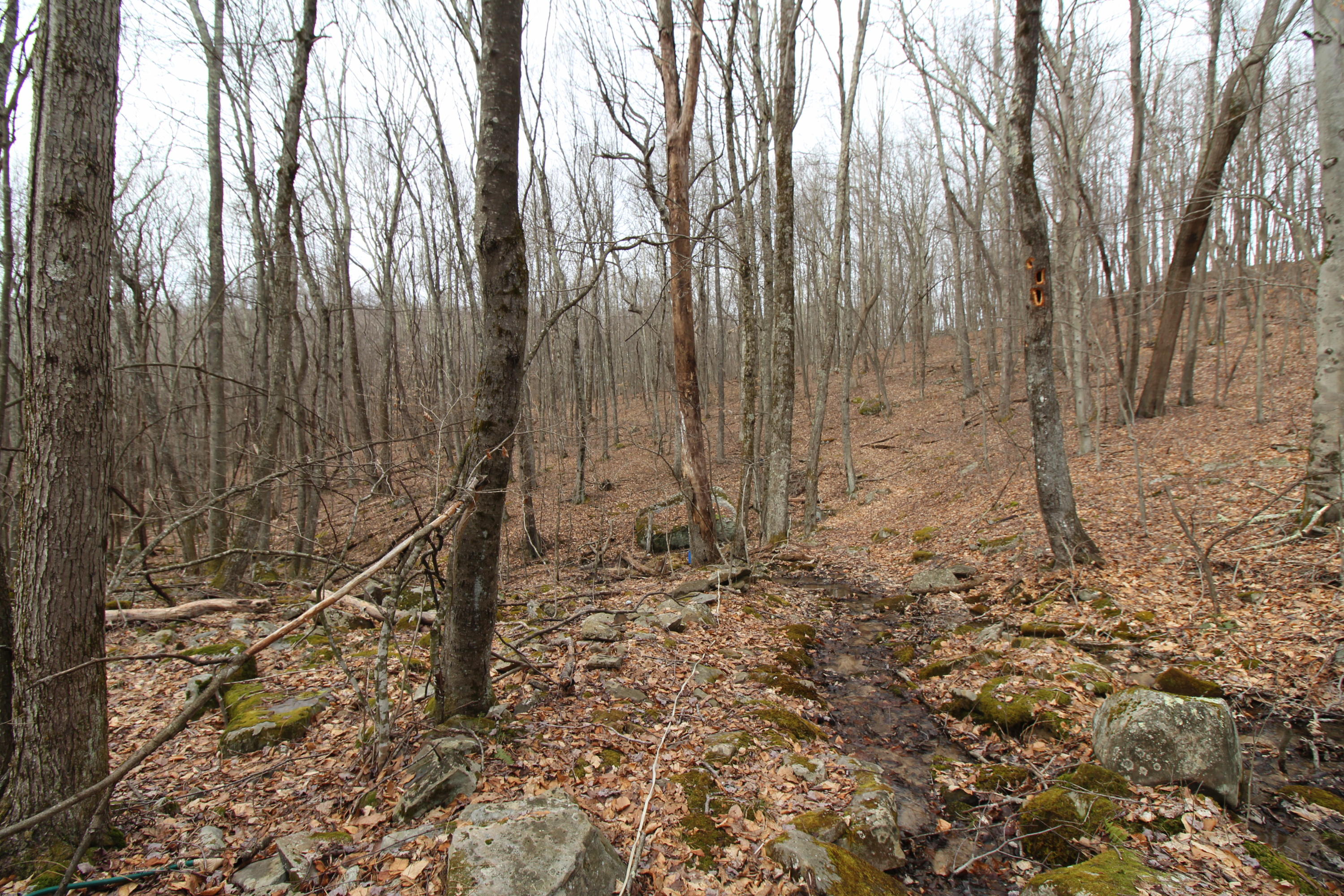 1357 Chestnut Mountain Road Hinton, WV 25951 - Photo 29 of 32 Gallery Image 29