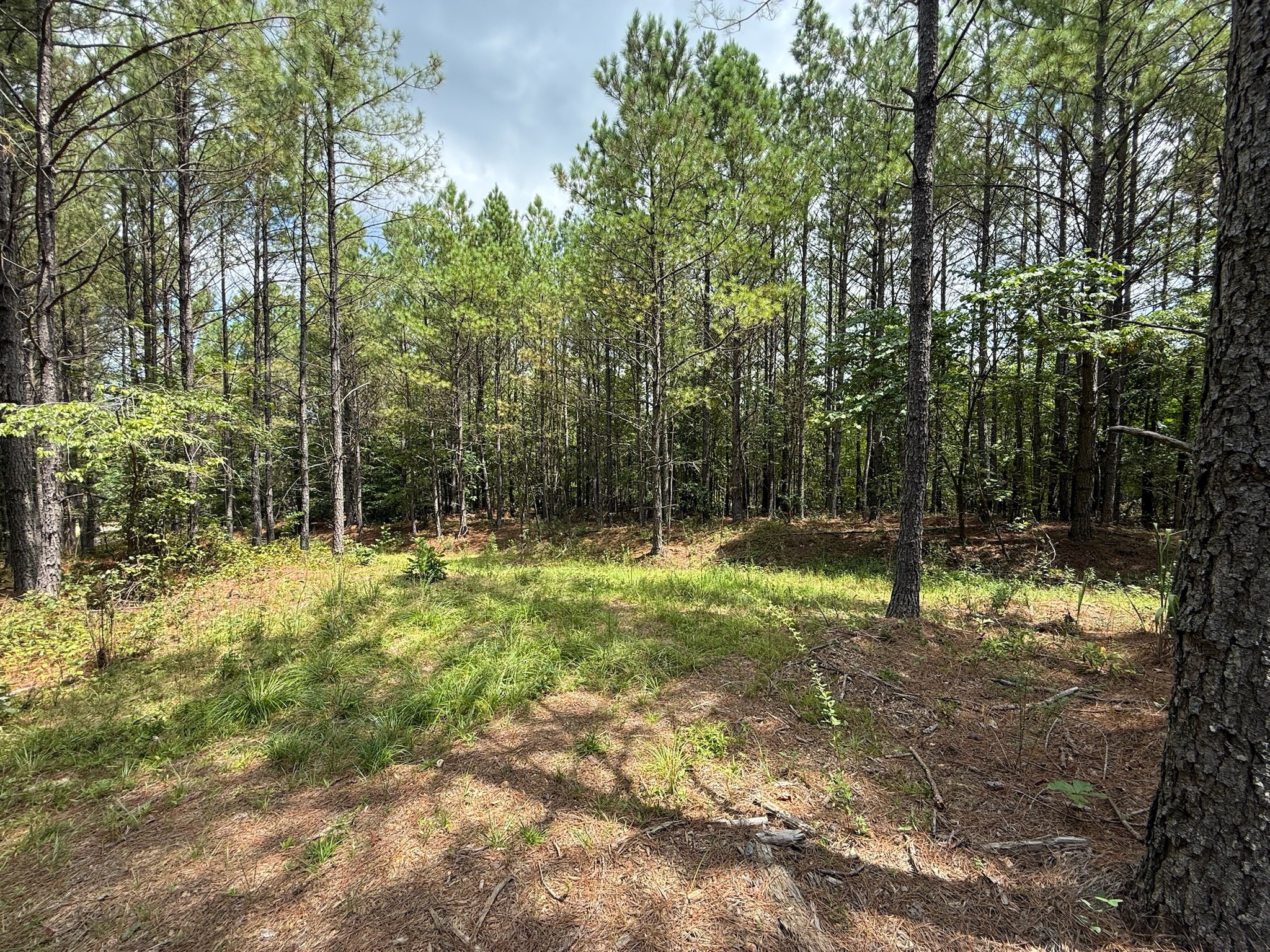 468 Seiber Ridge Road Hohenwald, TN 38462 - Photo 12 of 25