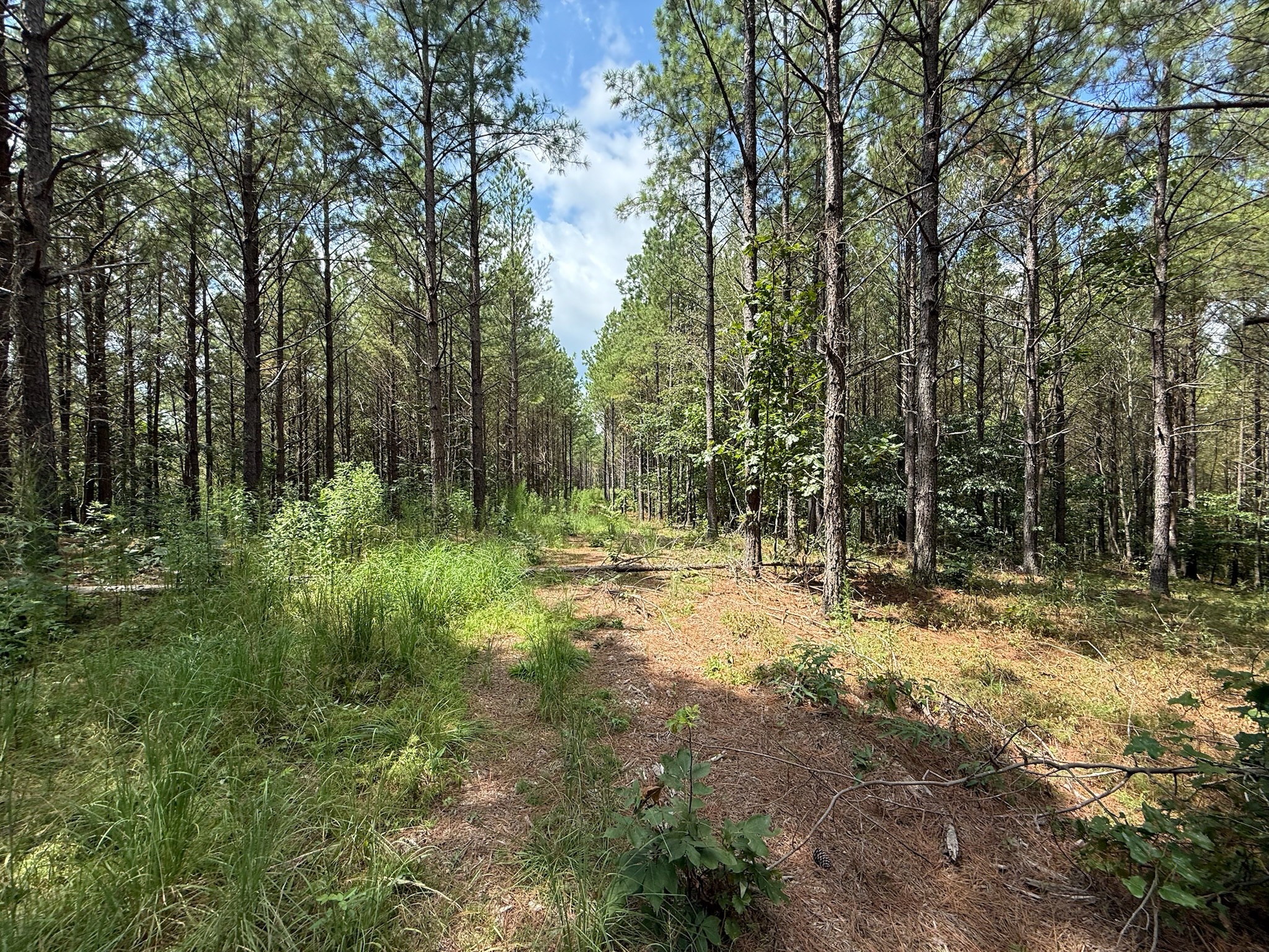 468 Seiber Ridge Road Hohenwald, TN 38462 - Photo 13 of 25