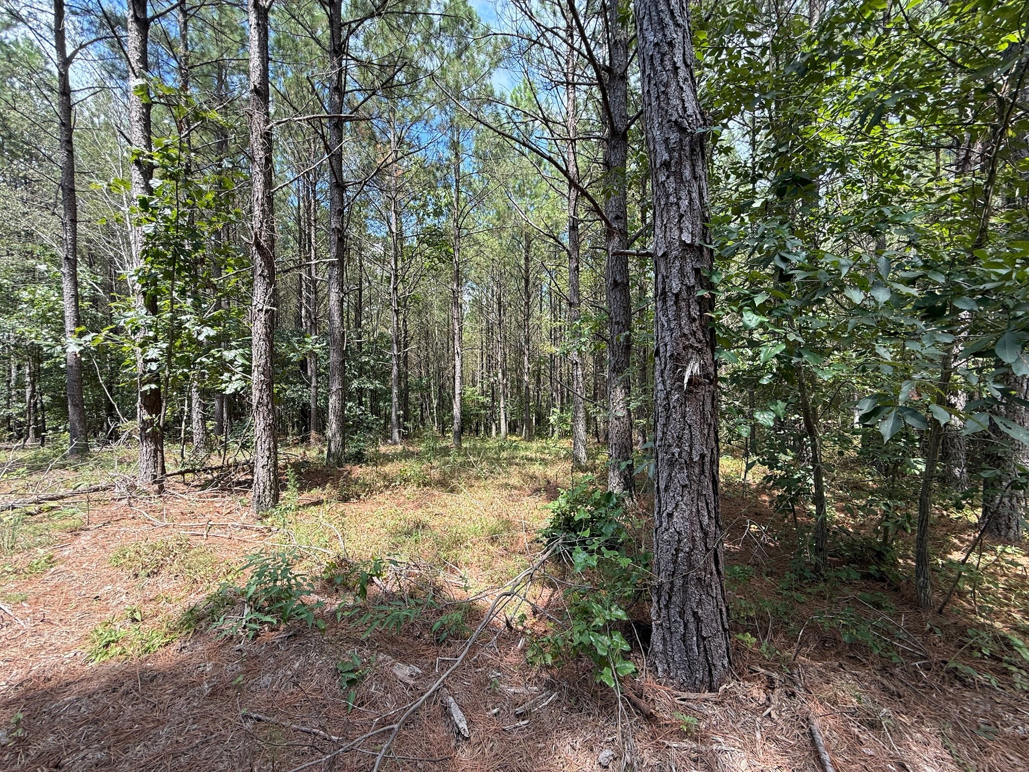 468 Seiber Ridge Road Hohenwald, TN 38462 - Photo 14 of 25