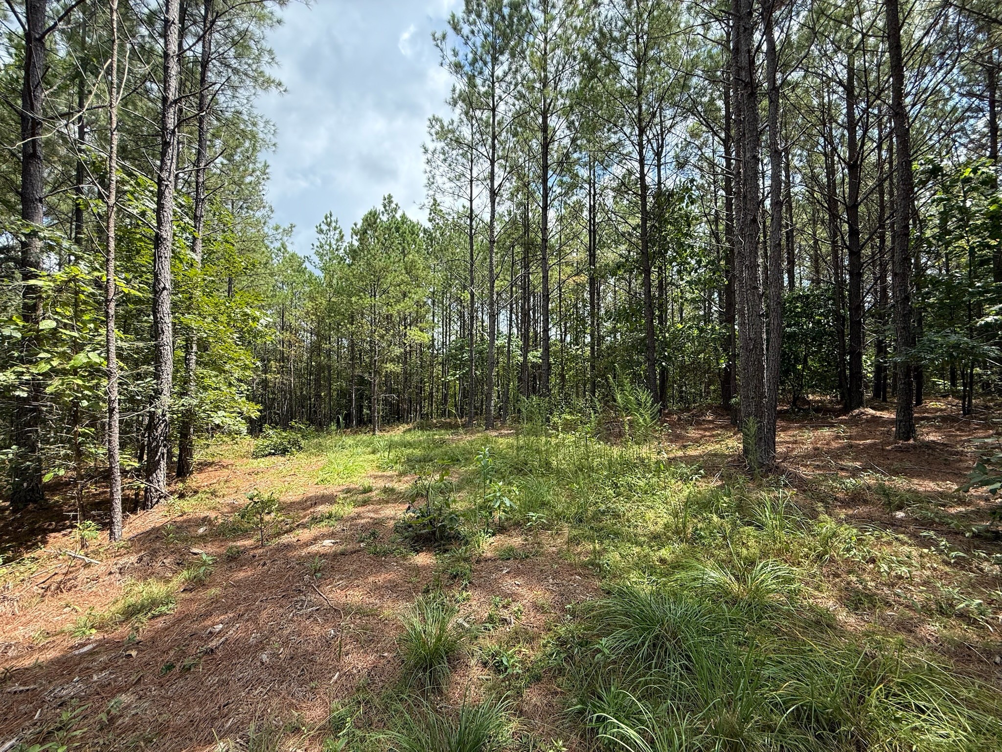 468 Seiber Ridge Road Hohenwald, TN 38462 - Photo 15 of 25