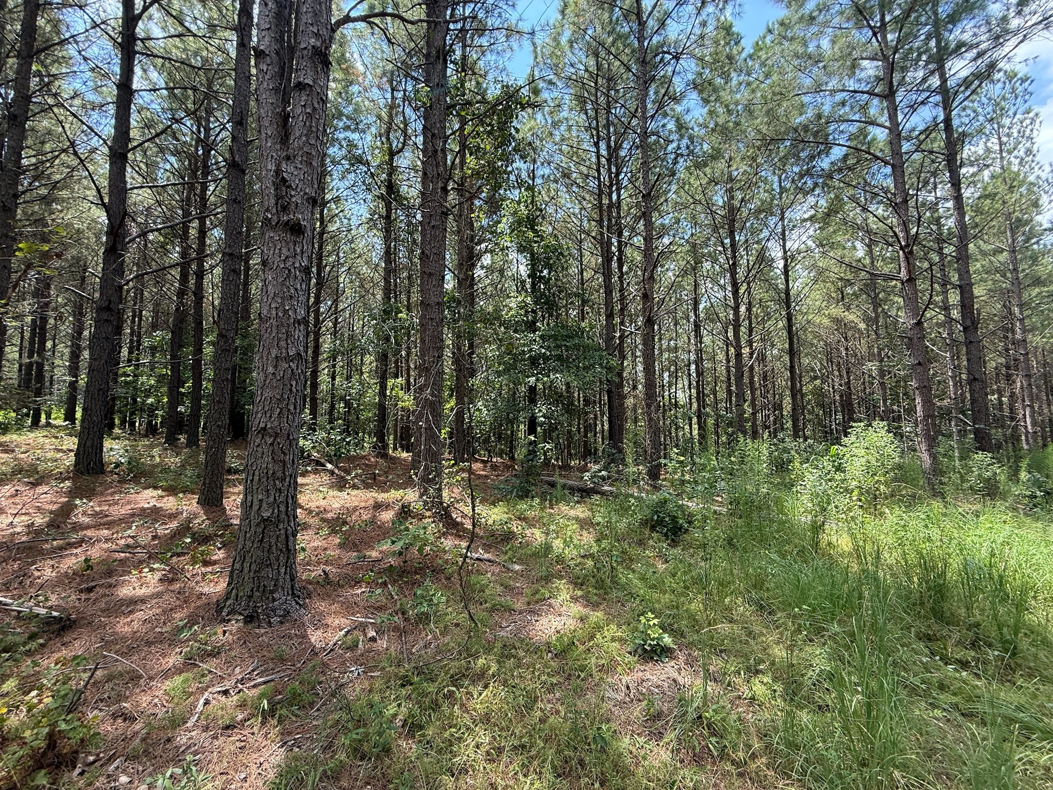 468 Seiber Ridge Road Hohenwald, TN 38462 - Photo 16 of 25