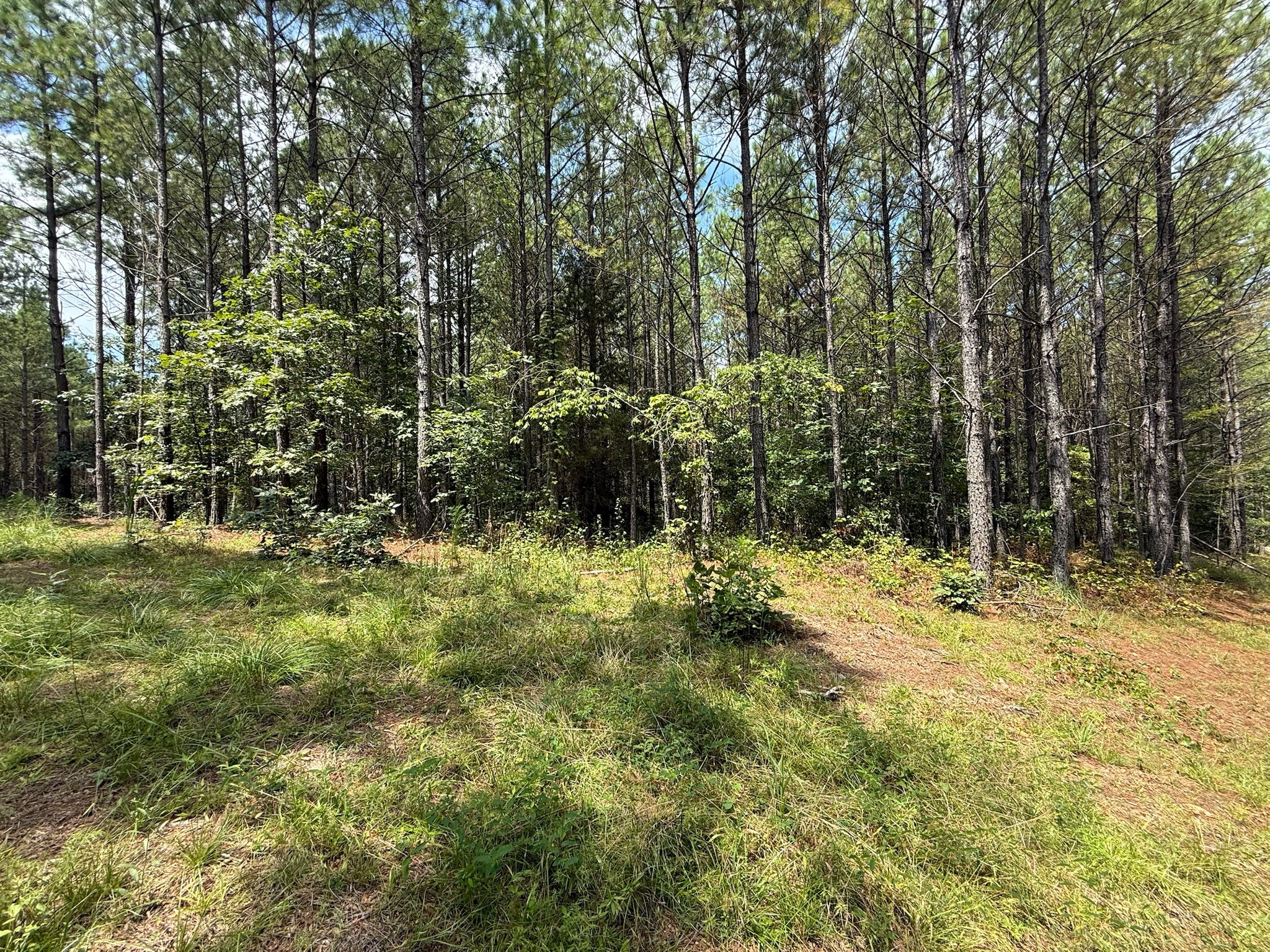 468 Seiber Ridge Road Hohenwald, TN 38462 - Photo 17 of 25