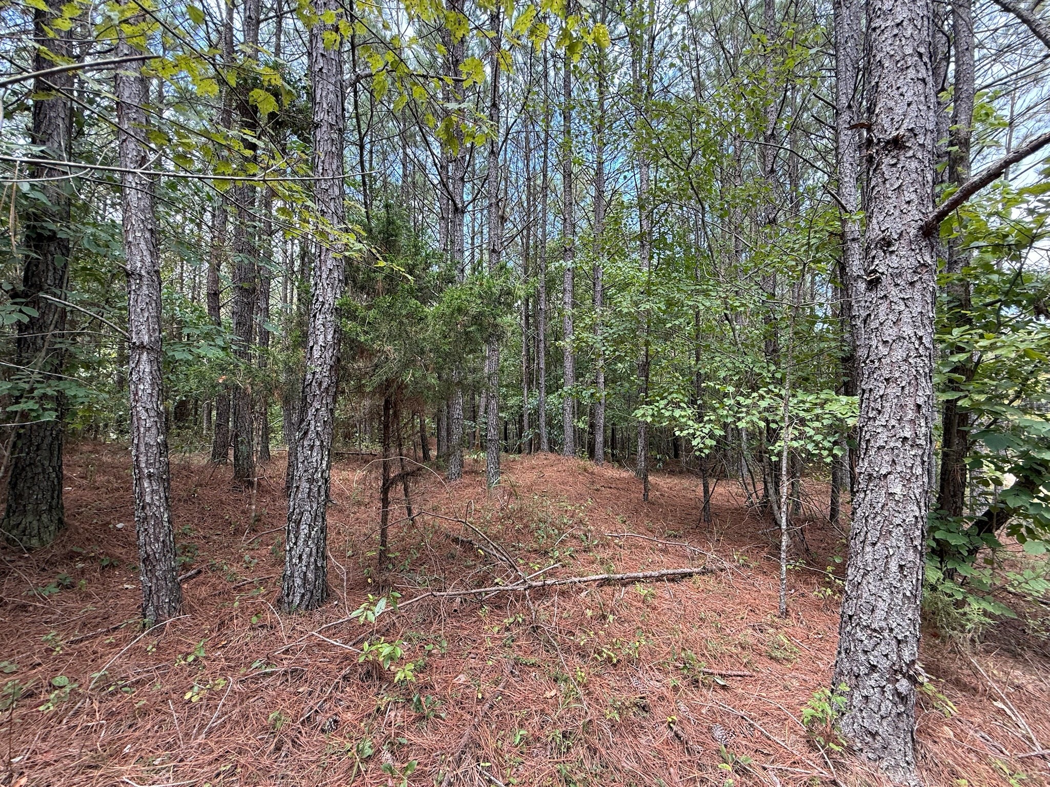 468 Seiber Ridge Road Hohenwald, TN 38462 - Photo 2 of 25