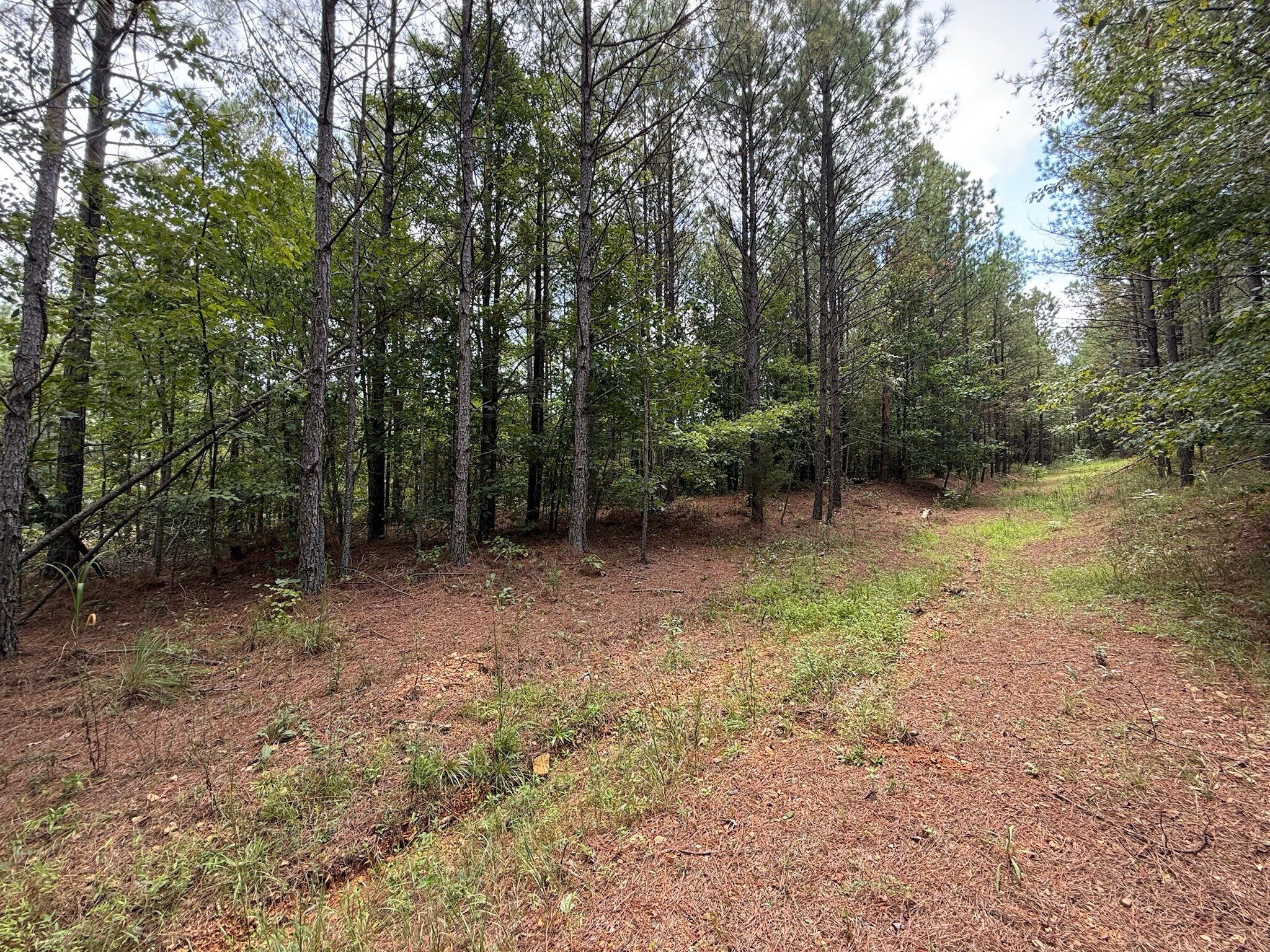 468 Seiber Ridge Road Hohenwald, TN 38462 - Photo 3 of 25