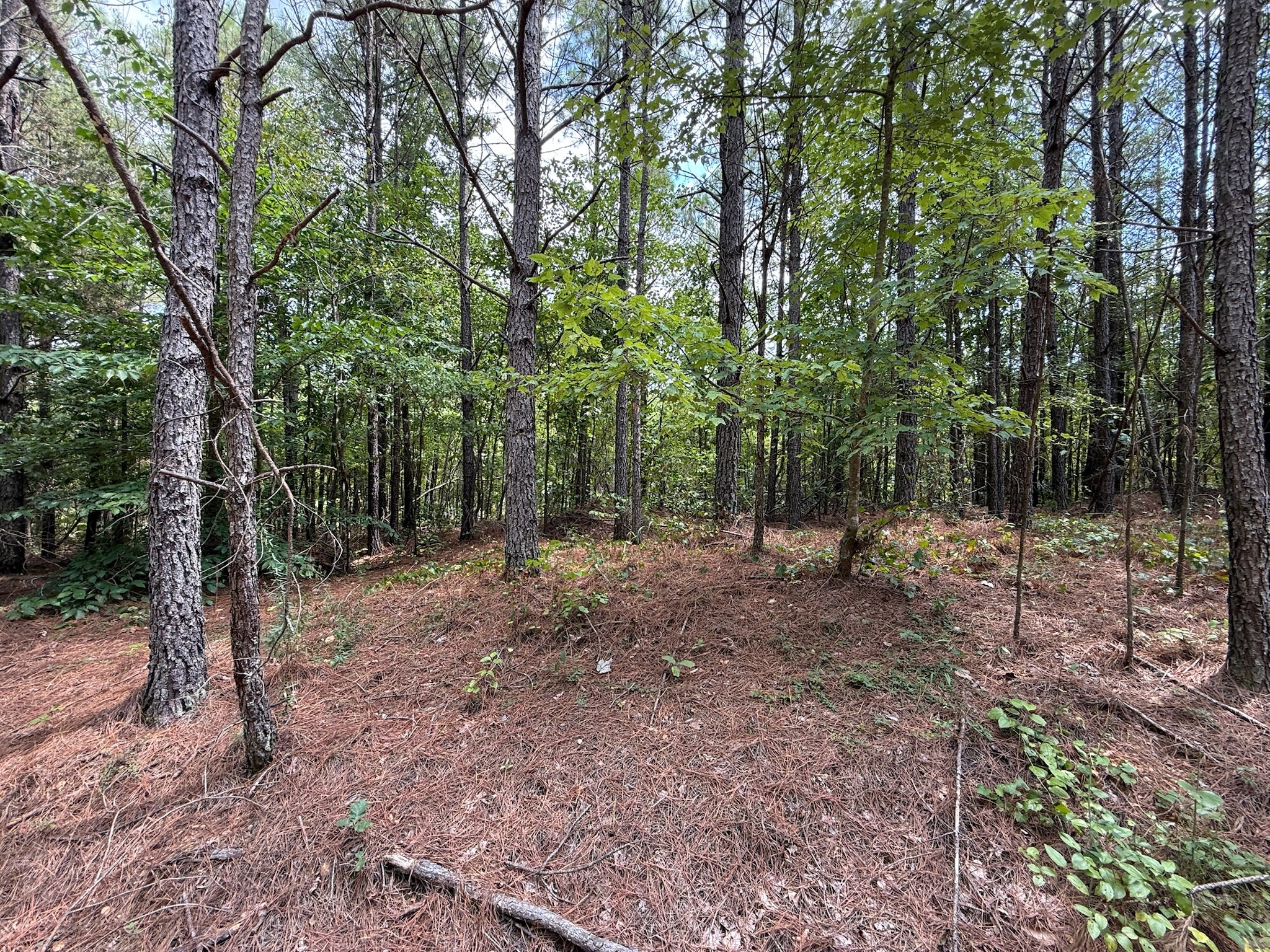 468 Seiber Ridge Road Hohenwald, TN 38462 - Photo 4 of 25