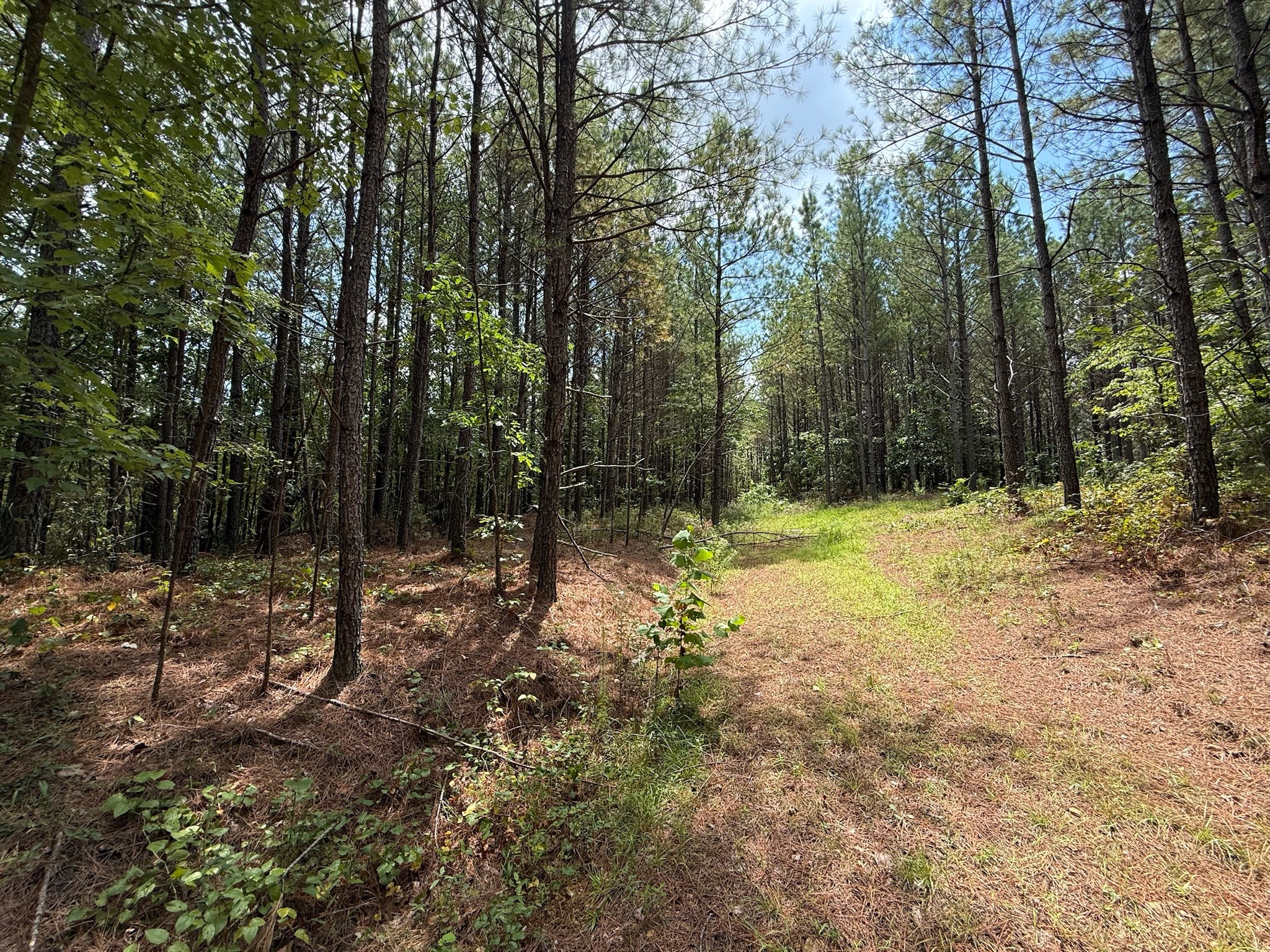 468 Seiber Ridge Road Hohenwald, TN 38462 - Photo 5 of 25