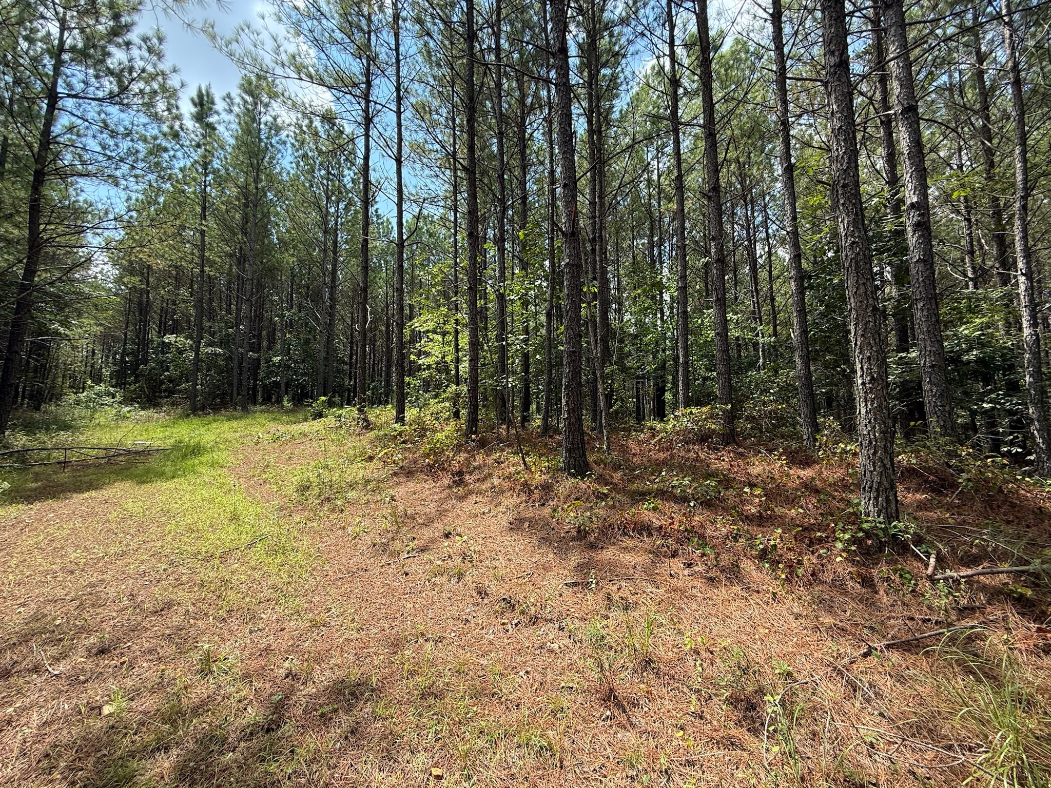 468 Seiber Ridge Road Hohenwald, TN 38462 - Photo 6 of 25