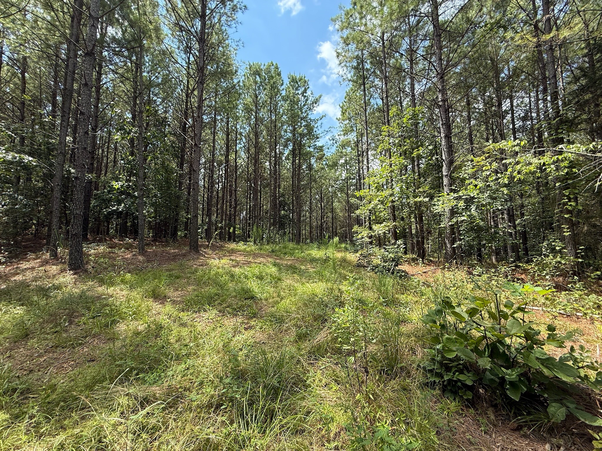 468 Seiber Ridge Road Hohenwald, TN 38462 - Photo 7 of 25