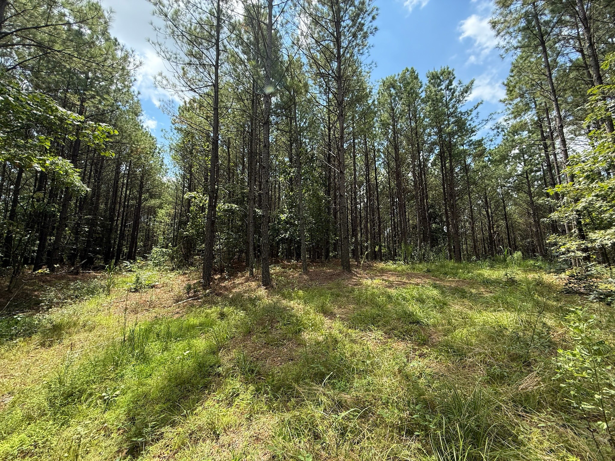 468 Seiber Ridge Road Hohenwald, TN 38462 - Photo 8 of 25