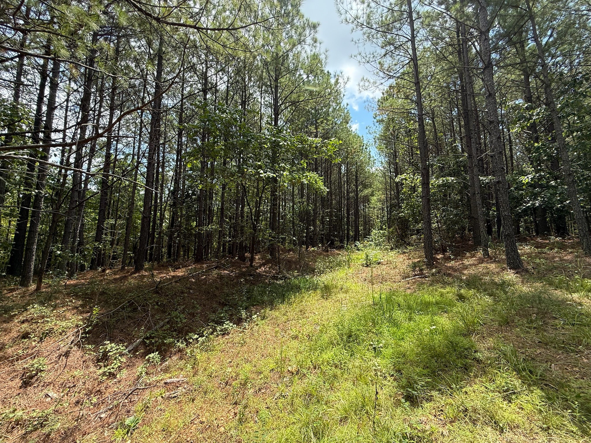 468 Seiber Ridge Road Hohenwald, TN 38462 - Photo 9 of 25