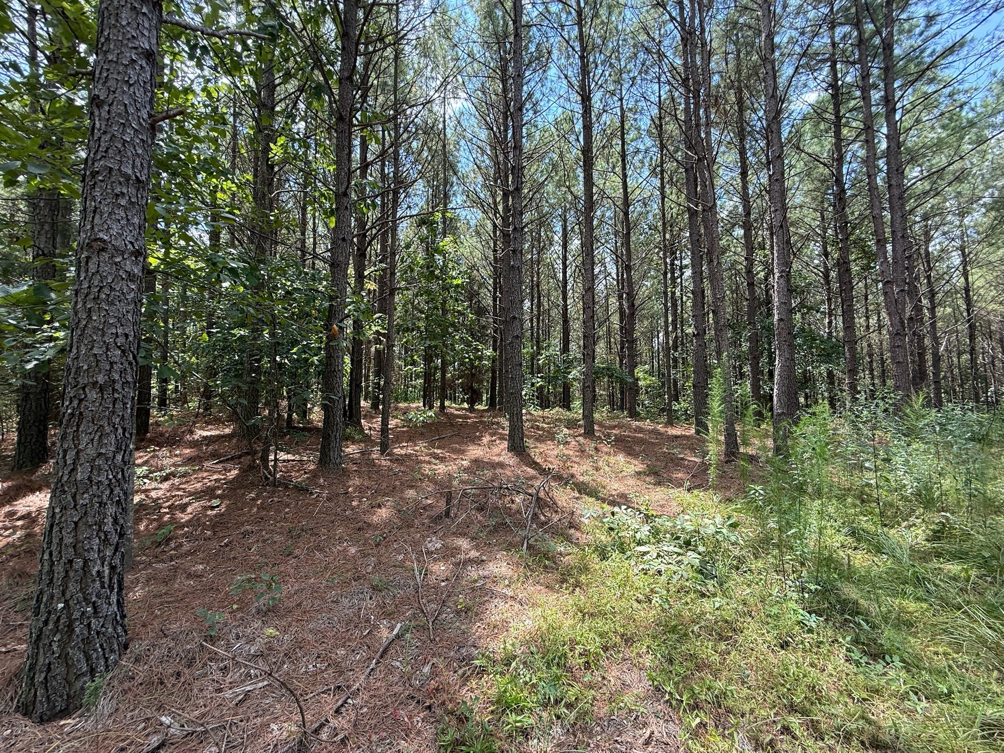 468 Seiber Ridge Road Hohenwald, TN 38462 - Photo 10 of 25