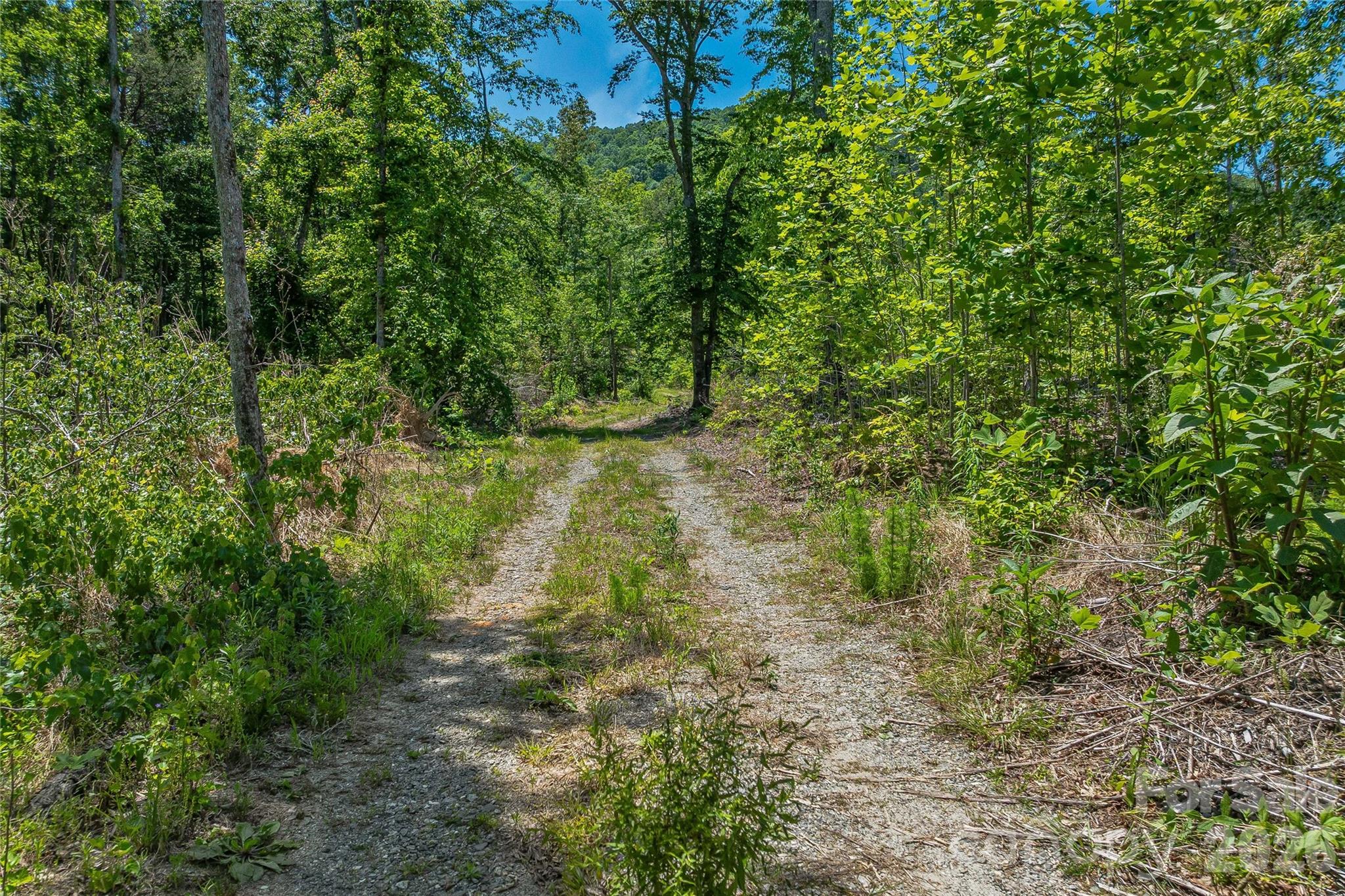 180 Fat Wall Road Marion, NC 28752 - Photo 14 of 32 a view of a forest with a tree