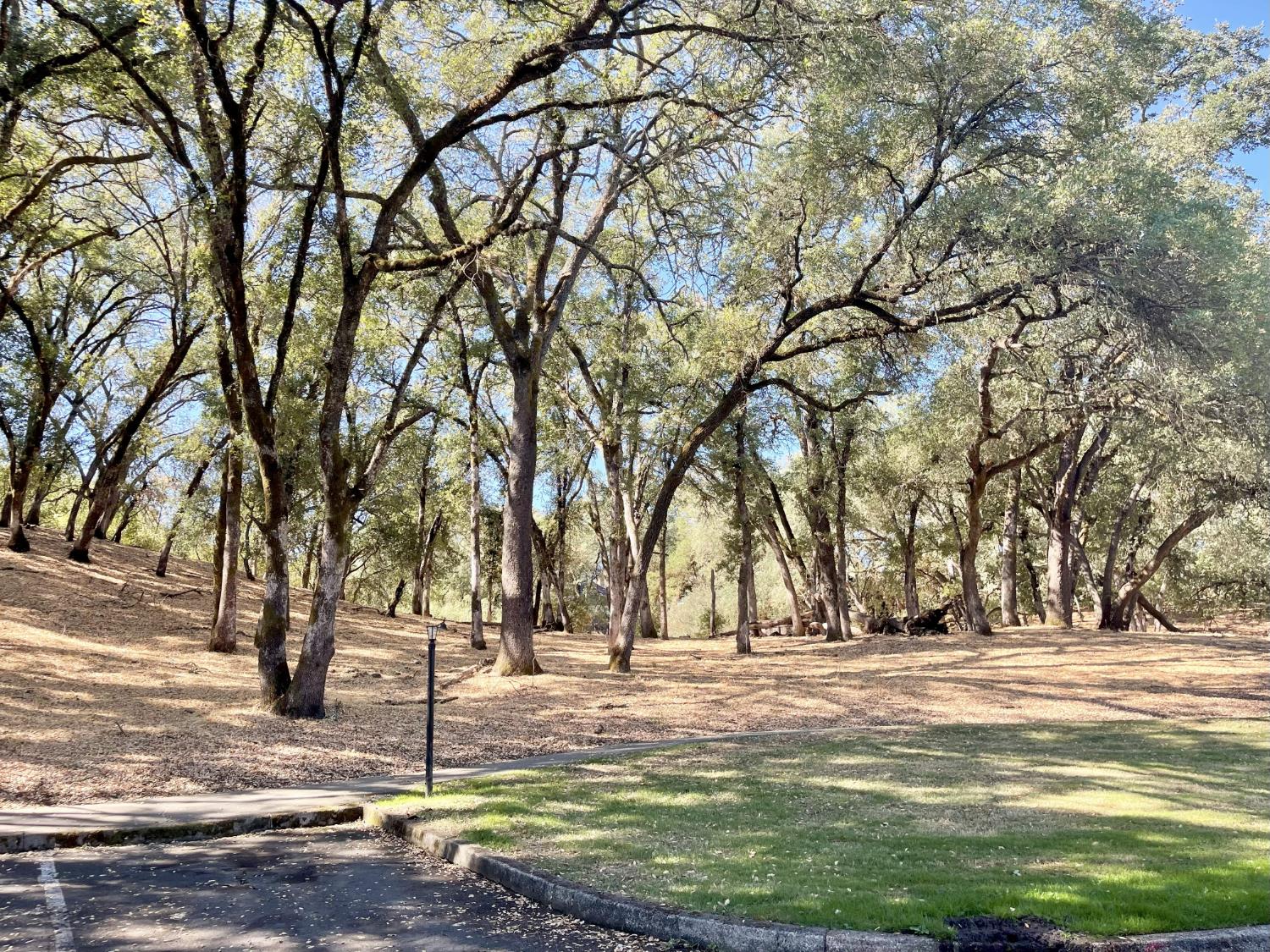 9160 Madison Avenue, Unit 57 Fair Oaks, CA 95628 - Photo 34 of 40 a view of yard with trees