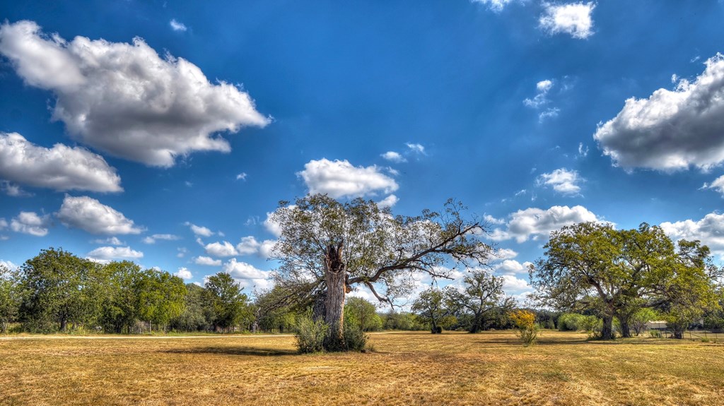 4573 Ranch Road 1120 Rio Frio, TX 78879 - Photo 59 of 70 a view of a yard with large trees