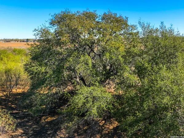 a view of a large yard with lots of bushes