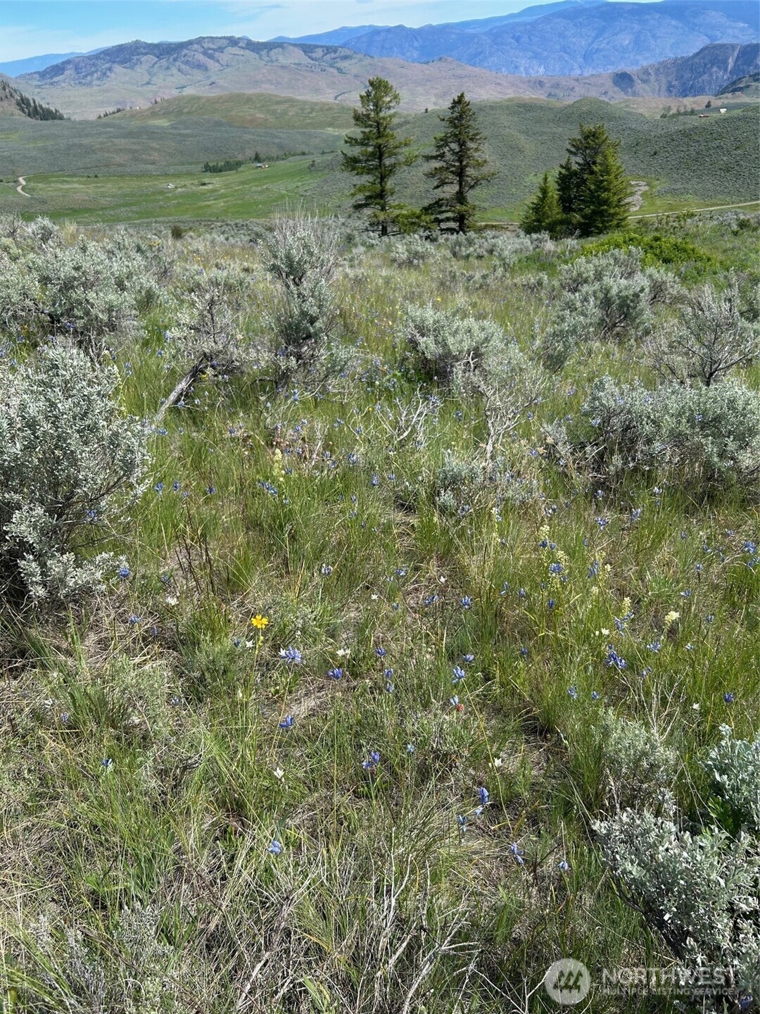 2 Ellemeham Mountain Road Loomis, WA 98827 - Photo 3 of 8 a view of a lush green forest with lush green forest