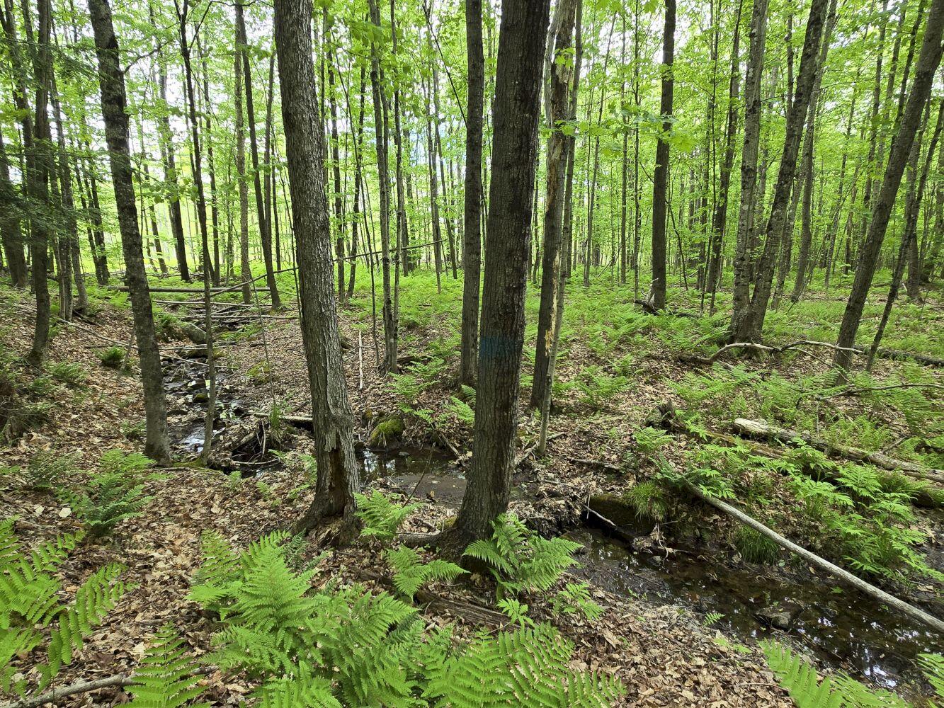 Lot 26 Canton Mountain Road Jay, ME 04239 - Photo 5 of 35 20260528_141939_result