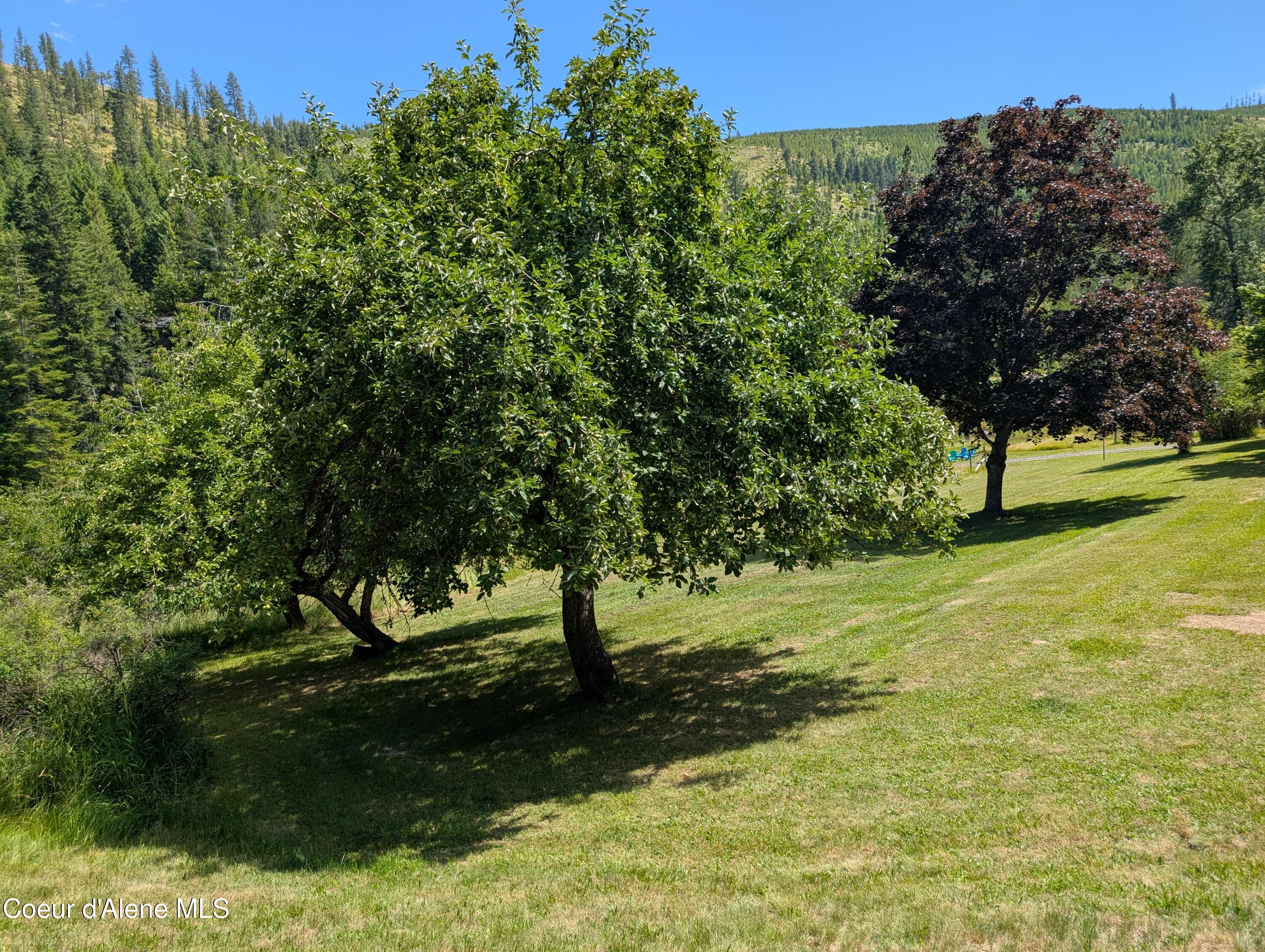 3115 Cherry Creek Road St. Maries, ID 83861 - Photo 34 of 52 3115 Cherry Creek fruit tree pic 1
