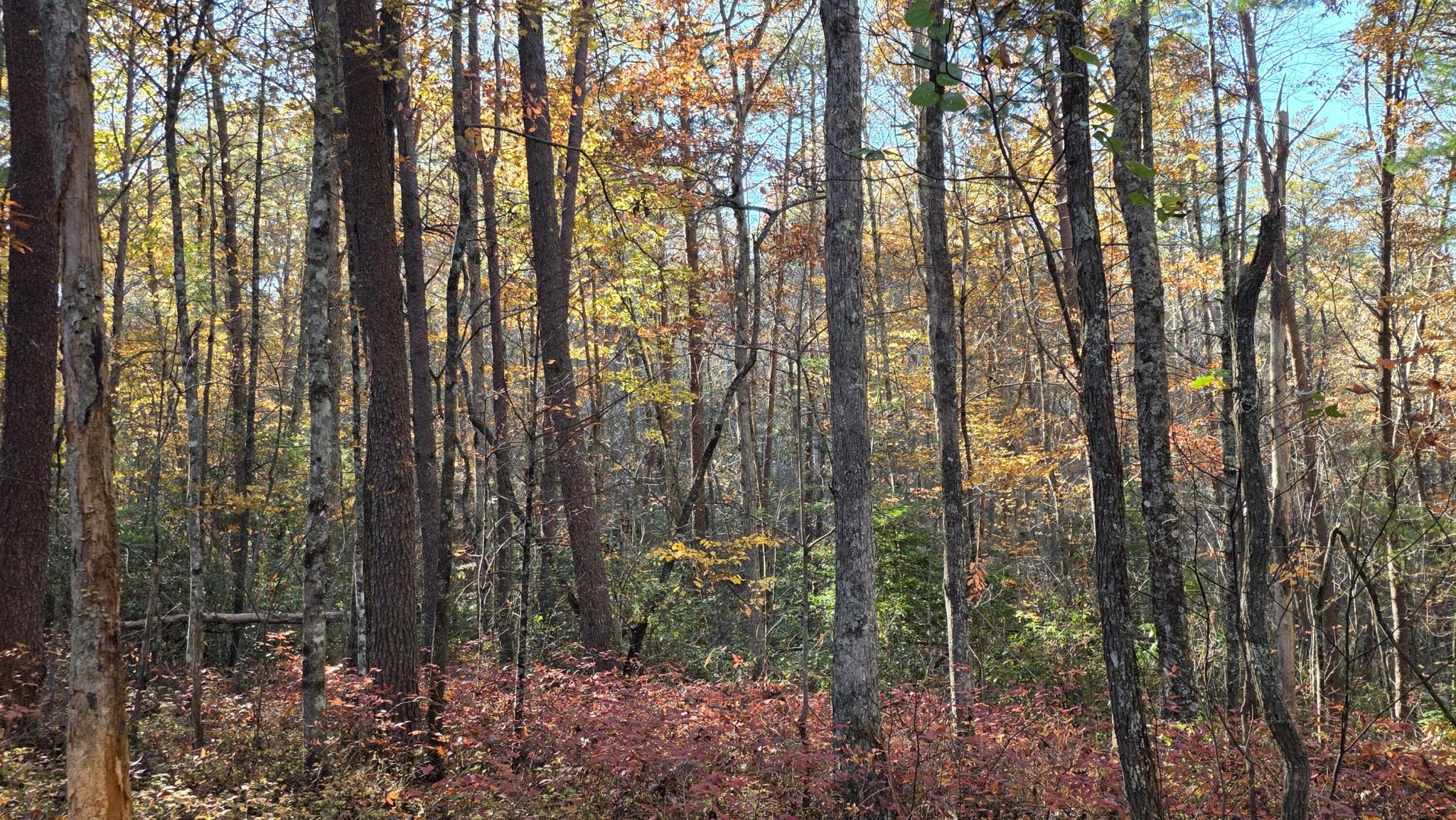 0 Tumbling Creek Road Copperhill, TN 37317 - Photo 44 of 62