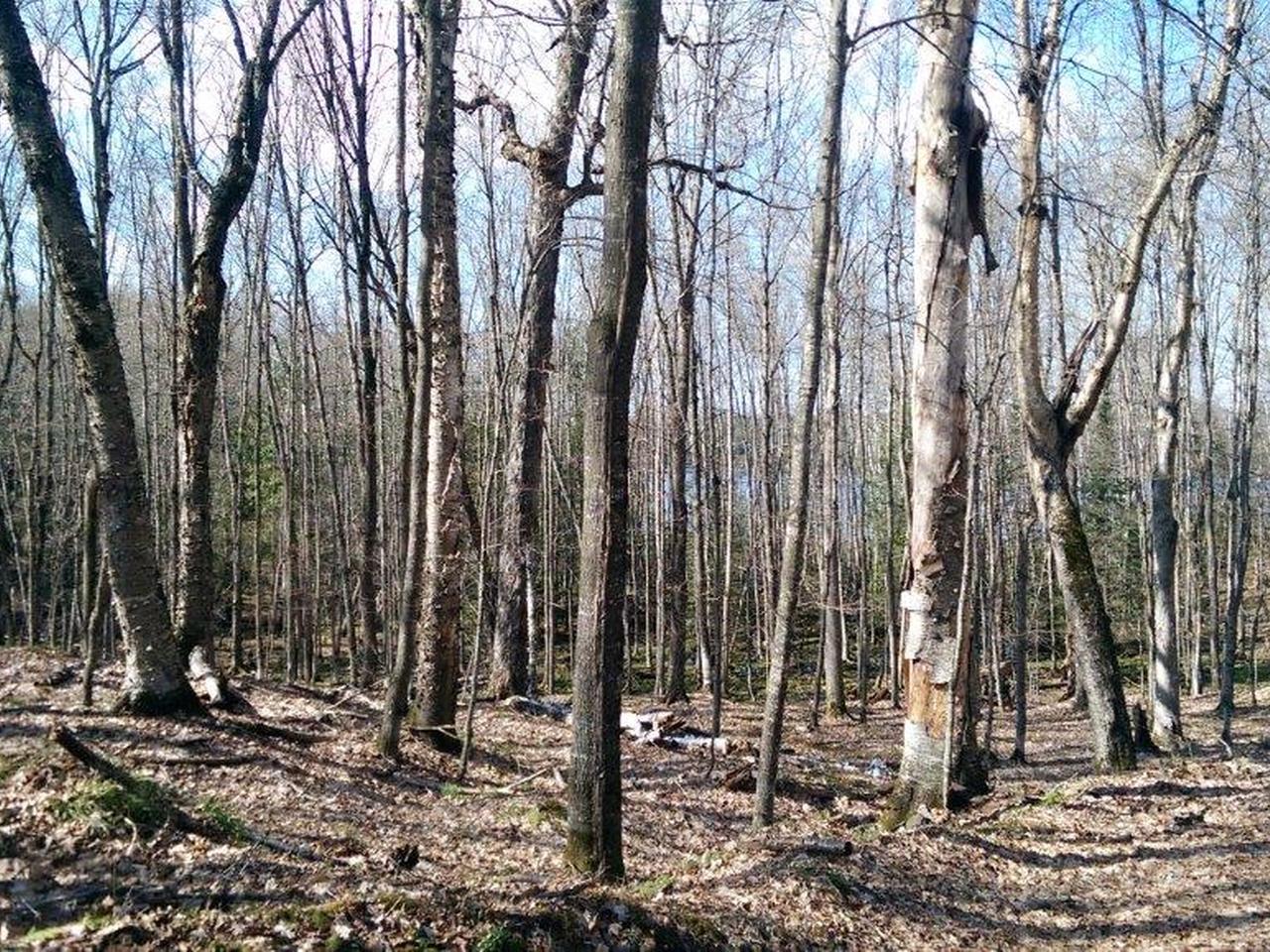 On Blue Goose Road, Unit LOT 7 Presque Isle, WI 54557 - Photo 3 of 5 Gallery Image 3