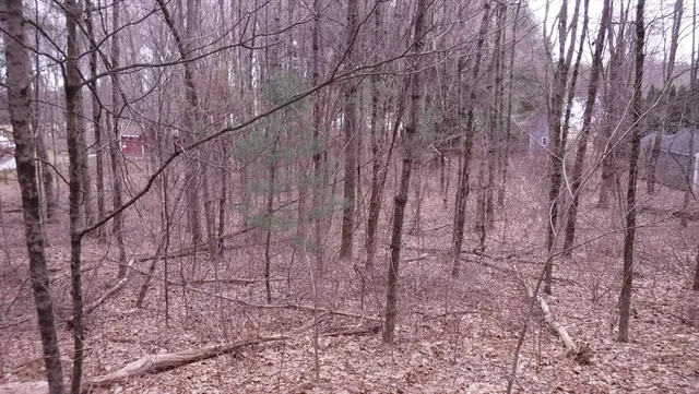 a view of a yard with trees