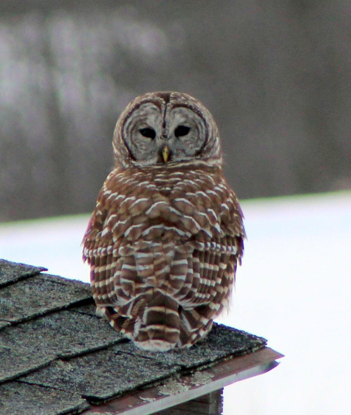 1242 Clinton Avenue Waterville, ME 04901 - Photo 57 of 69 Wildlife