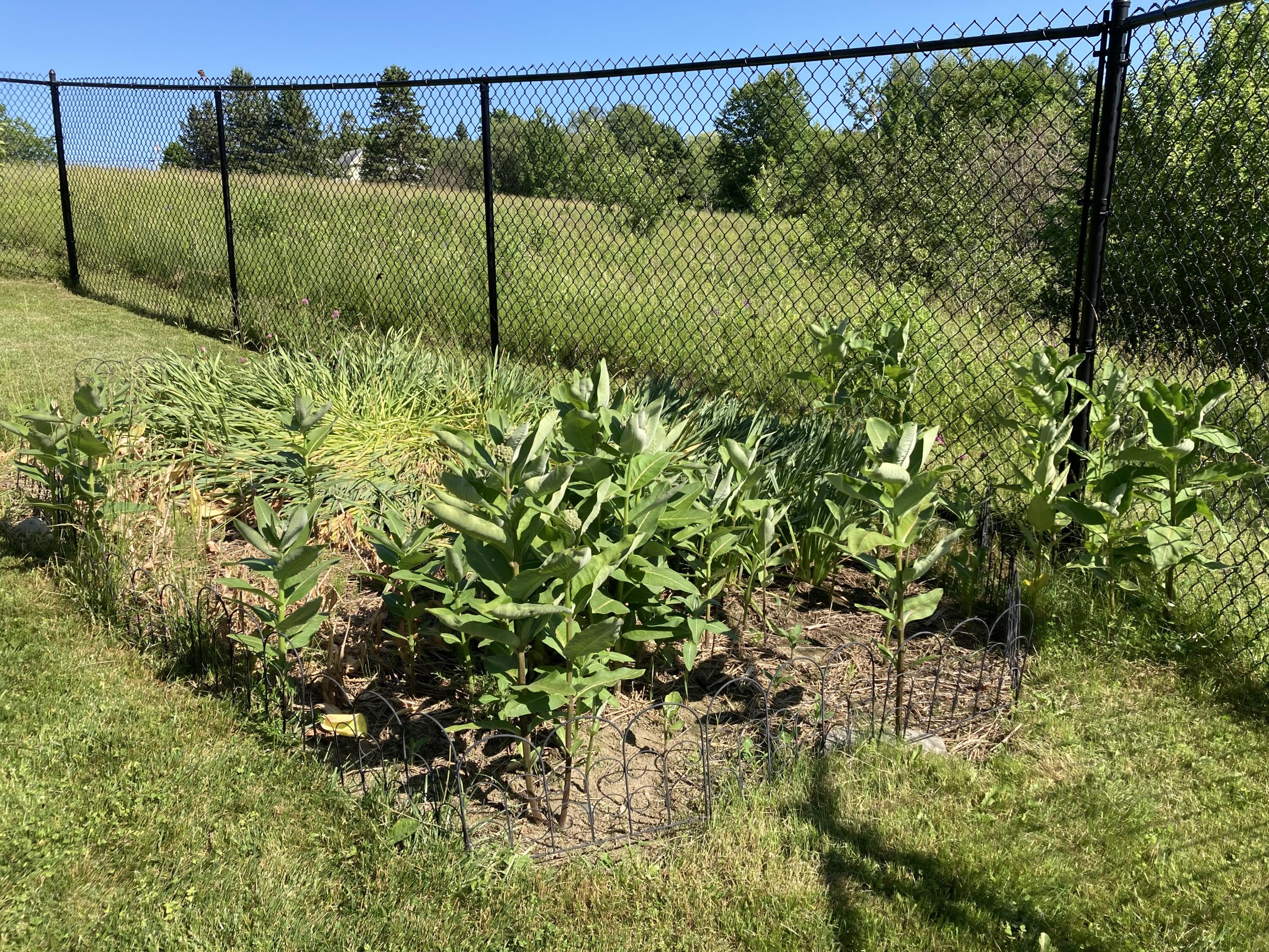 32 Boulder Cv Way Lamoine, ME 04605 - Photo 31 of 37 More perennials.