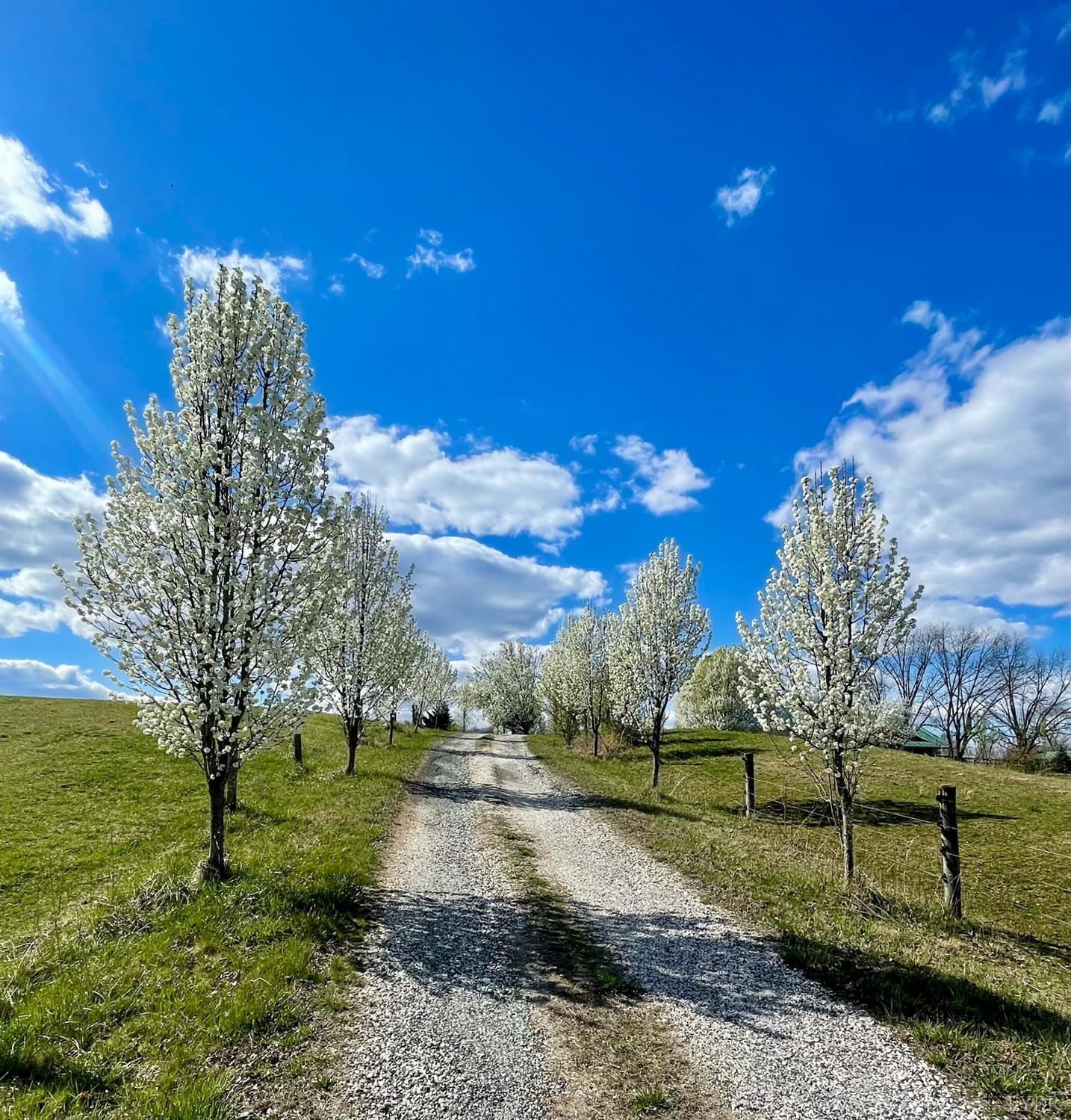 801 Purdum Mill Road Appomattox, VA 24522 - Photo 65 of 68 a view of a yard with large trees