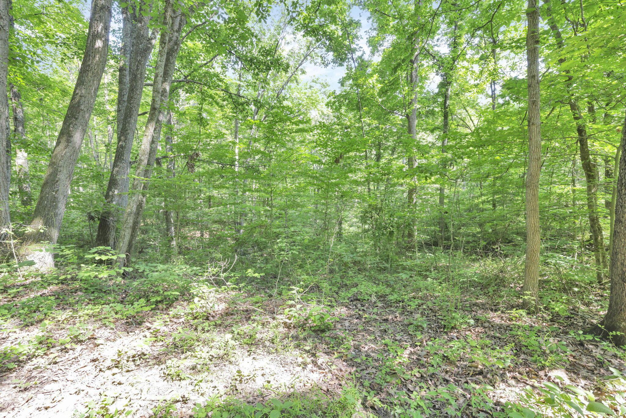 0 Thad Hall Road Laurelville, OH 43135 - Photo 4 of 28 25-web-or-mls-GR7A6870